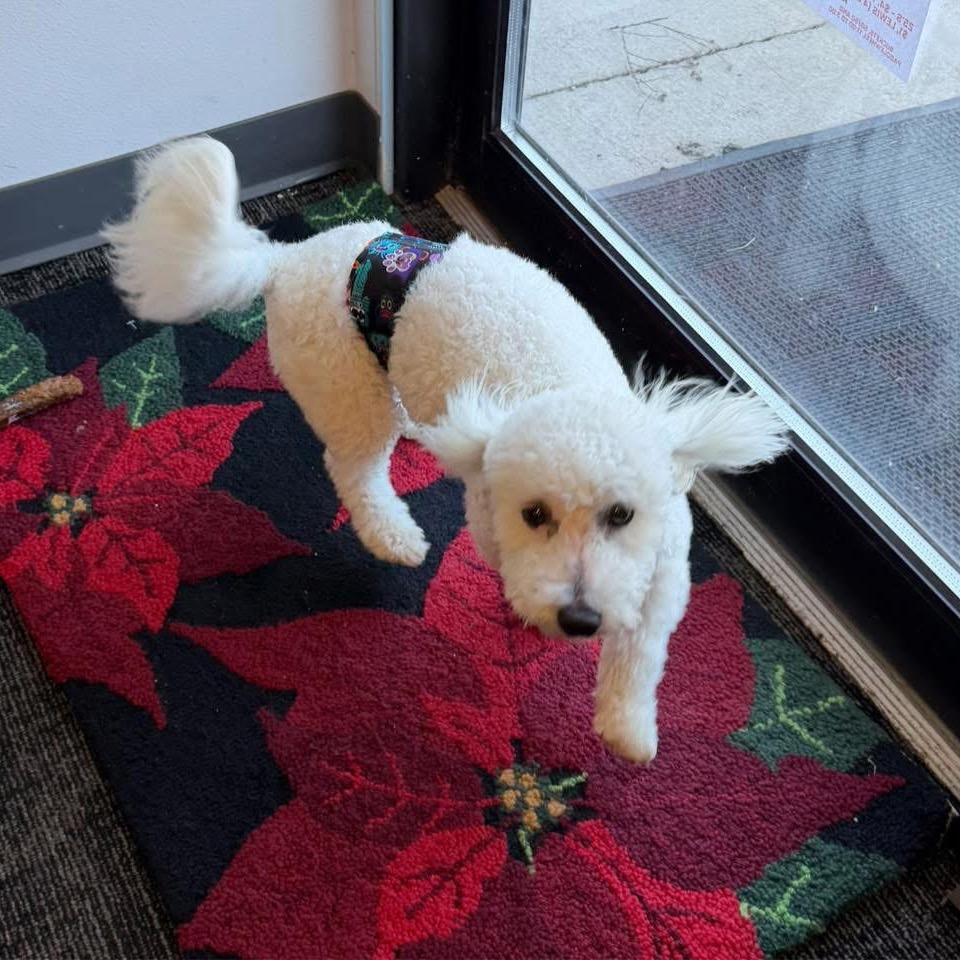 Enlarge Benji, a Adoptable Bichon Frise in Fond Du Lac, WI image 3/4