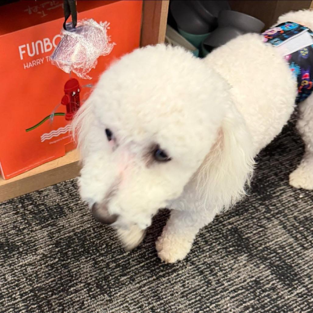 Enlarge Benji, a Adoptable Bichon Frise in Fond Du Lac, WI image 4/4
