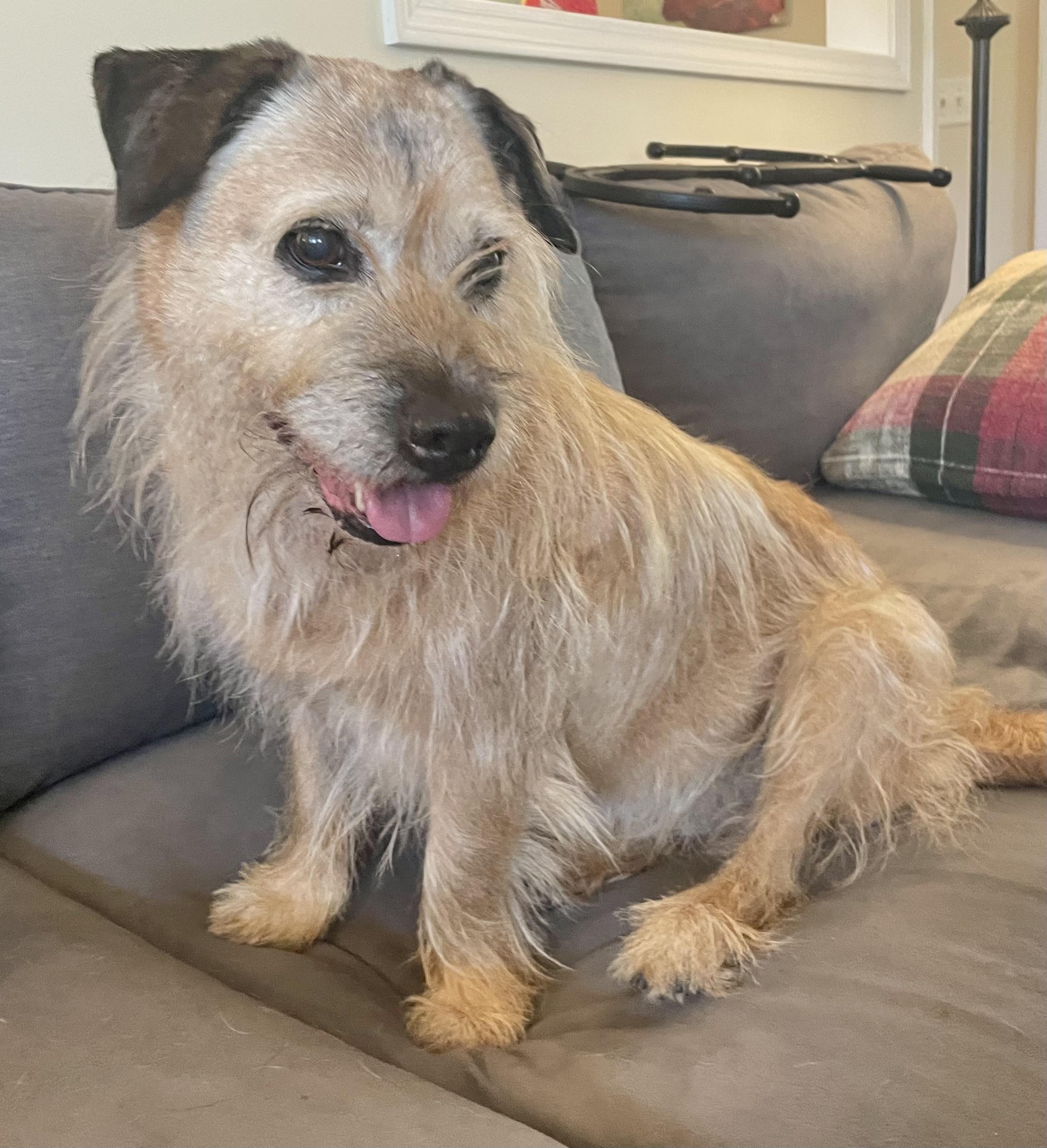Ruthie, adopted, Senior Female Terrier.