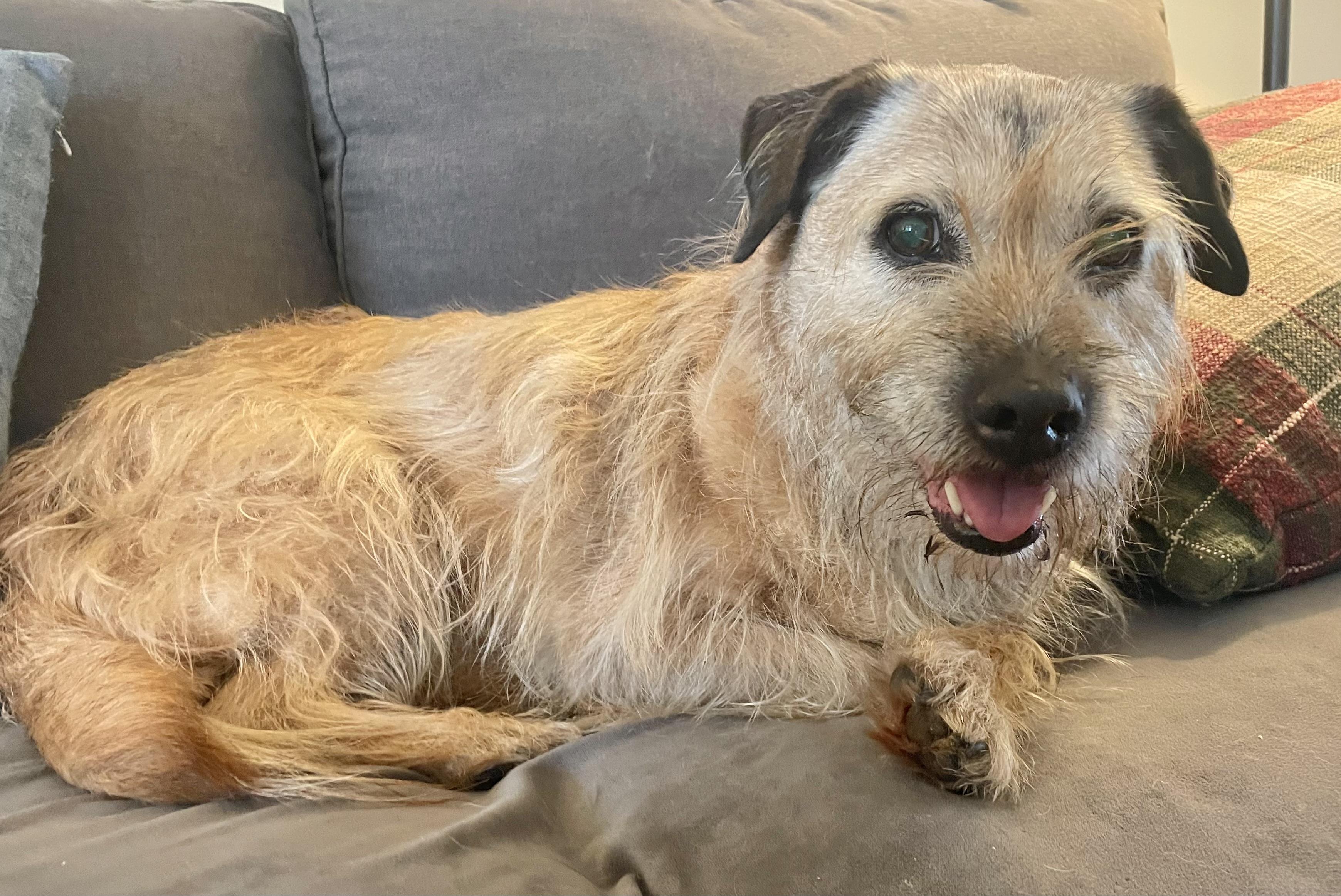 Ruthie, an adopted Terrier in Clarkesville, GA image 2/5