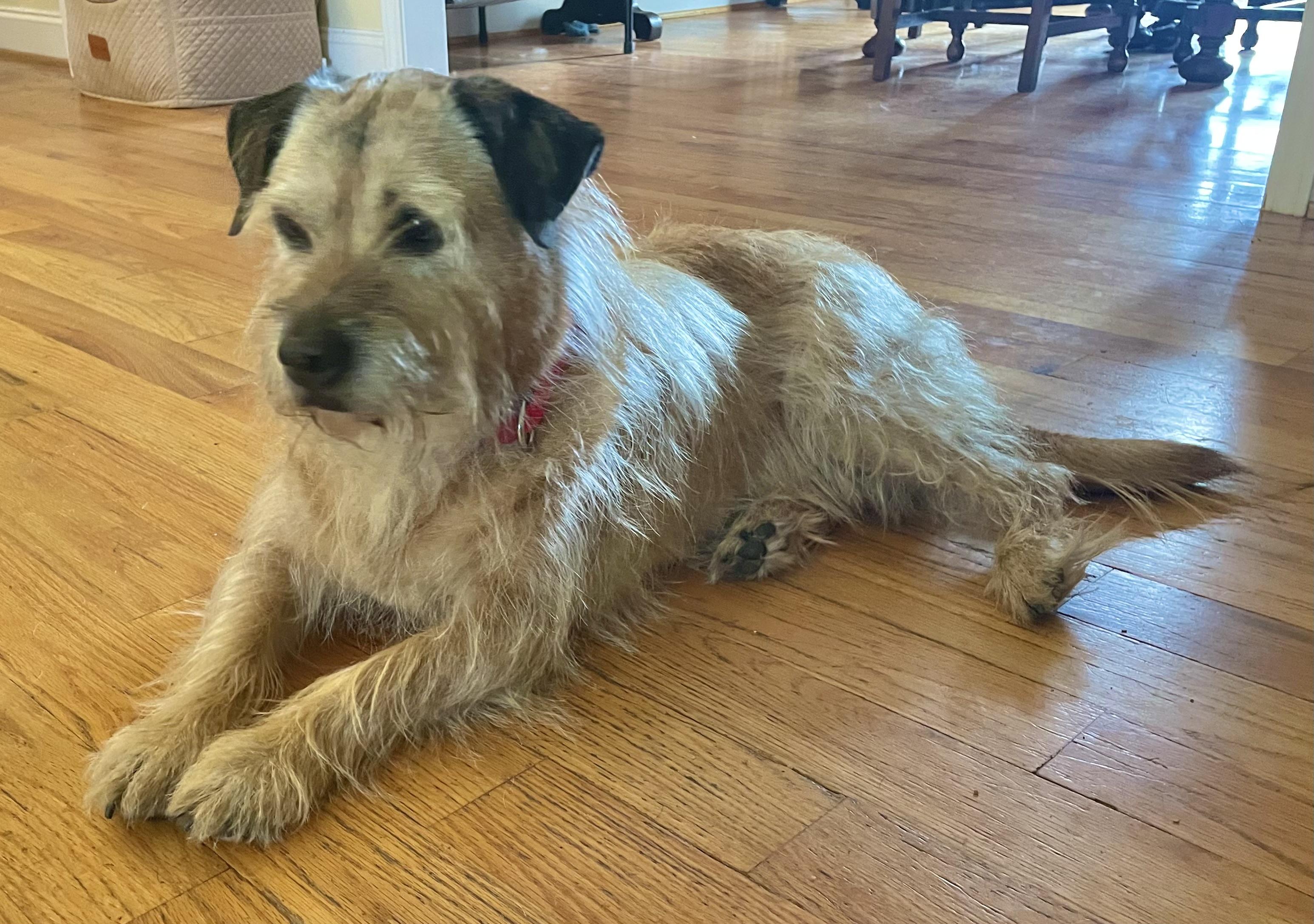 Ruthie, an adopted Terrier in Clarkesville, GA image 4/5