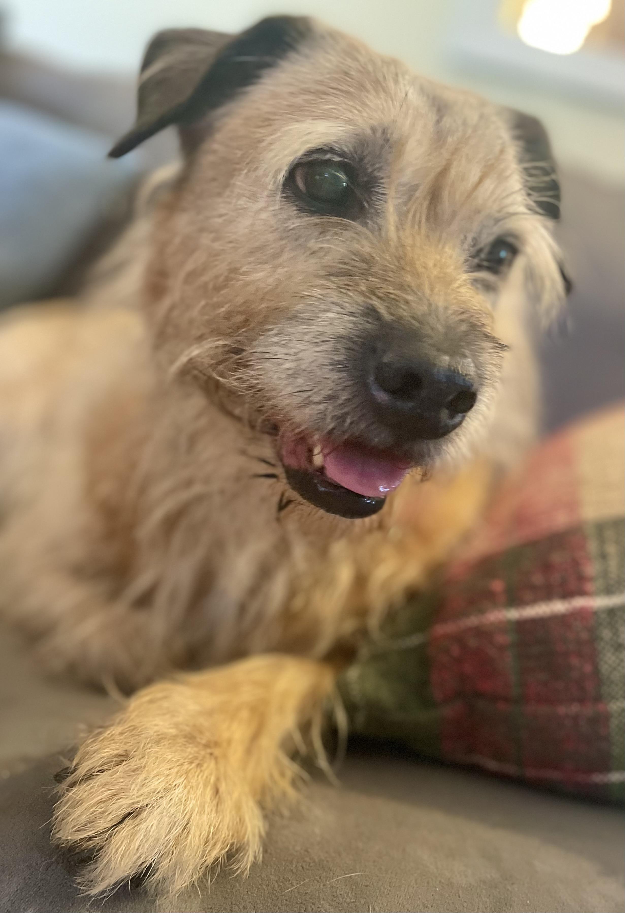 Ruthie, an adopted Terrier in Clarkesville, GA image 3/5