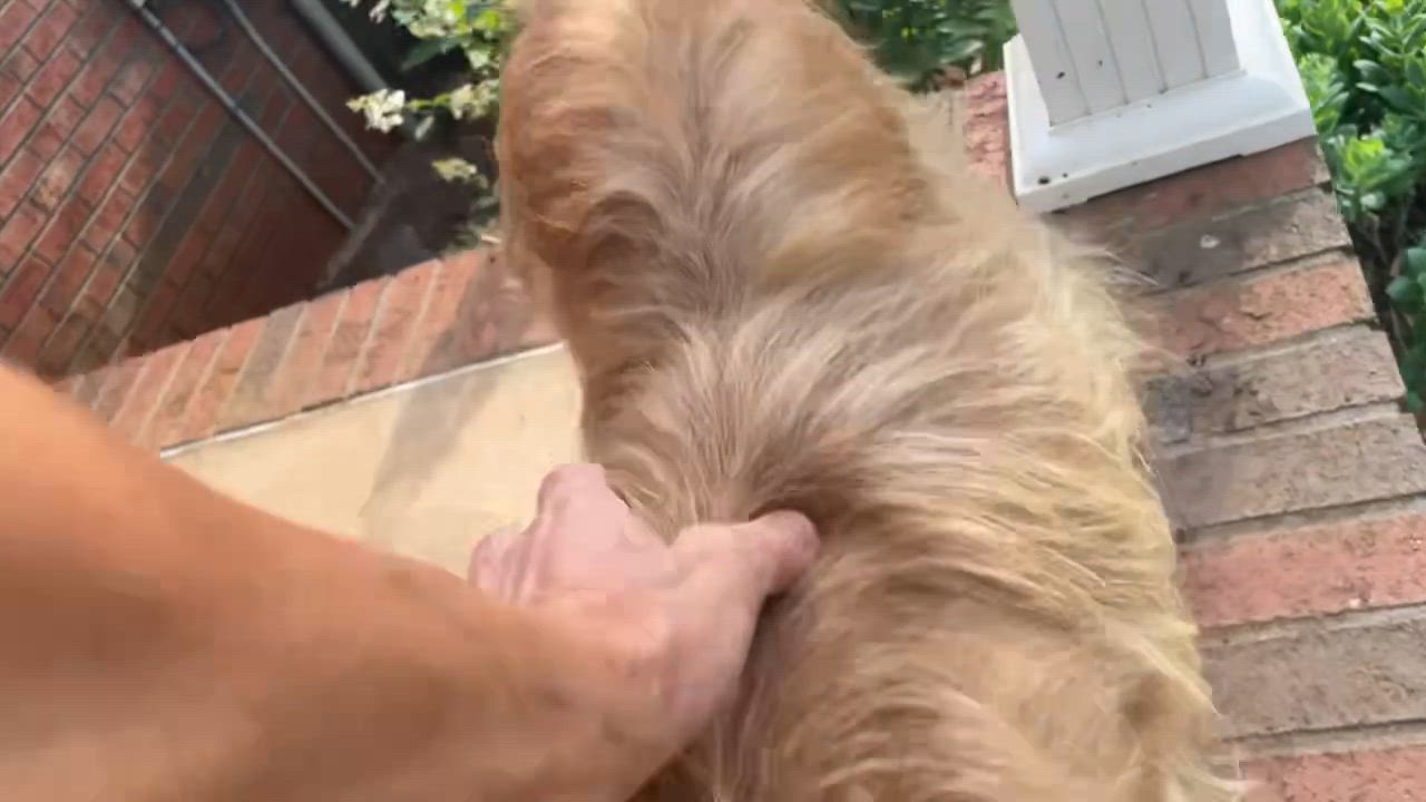 Enlarge Ruthie, an adopted Terrier in Clarkesville, GA video 5/5