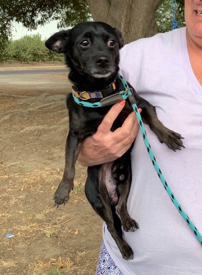 Freddy, a Adoptable Chihuahua in Turlock, CA image 1/4
