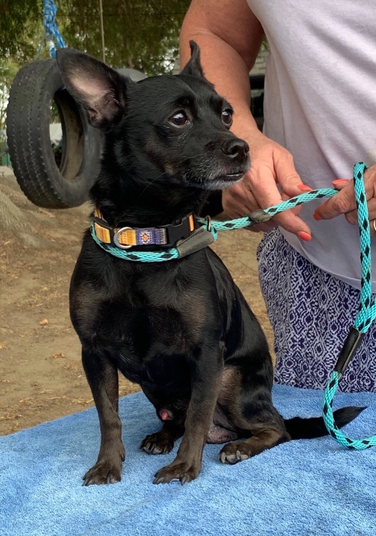 Freddy, a Adoptable Chihuahua in Turlock, CA image 2/4