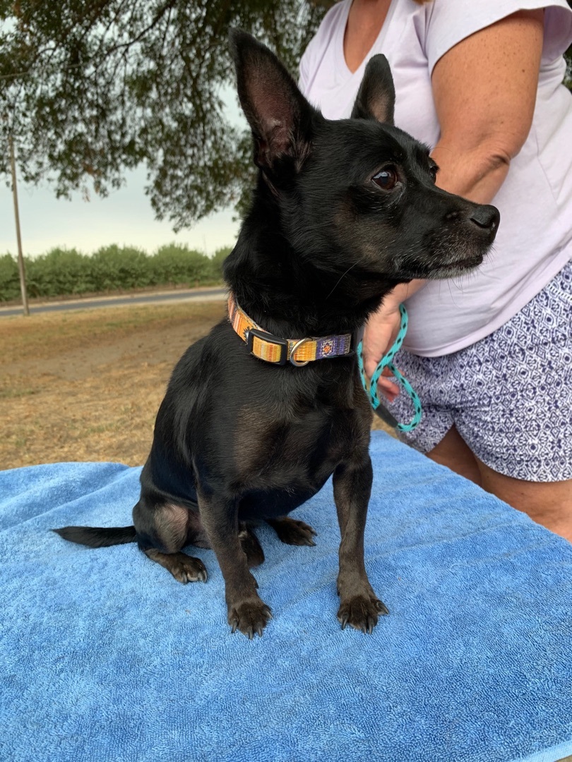 Freddy, a Adoptable Chihuahua in Turlock, CA image 3/4