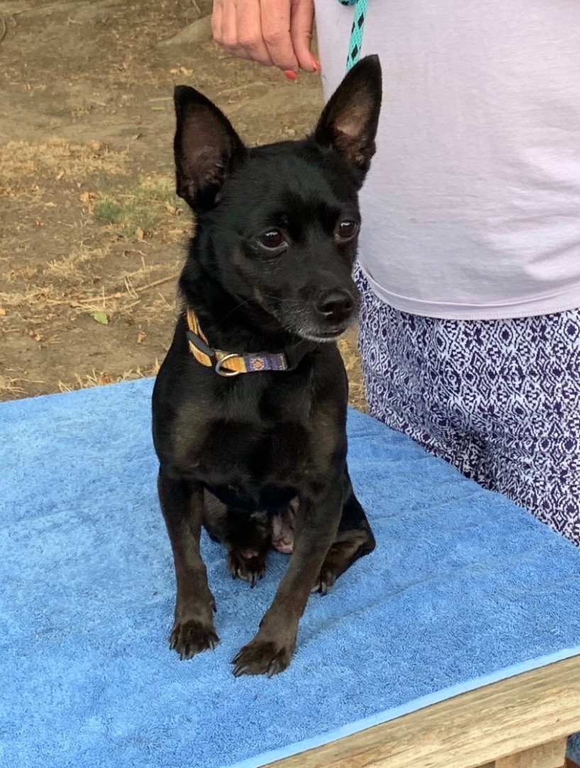 Freddy, a Adoptable Chihuahua in Turlock, CA image 4/4