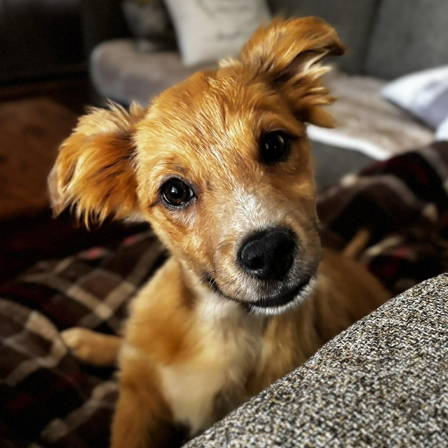 Peppermint ~ in foster care , ADOPTABLE, Young Male Retriever.