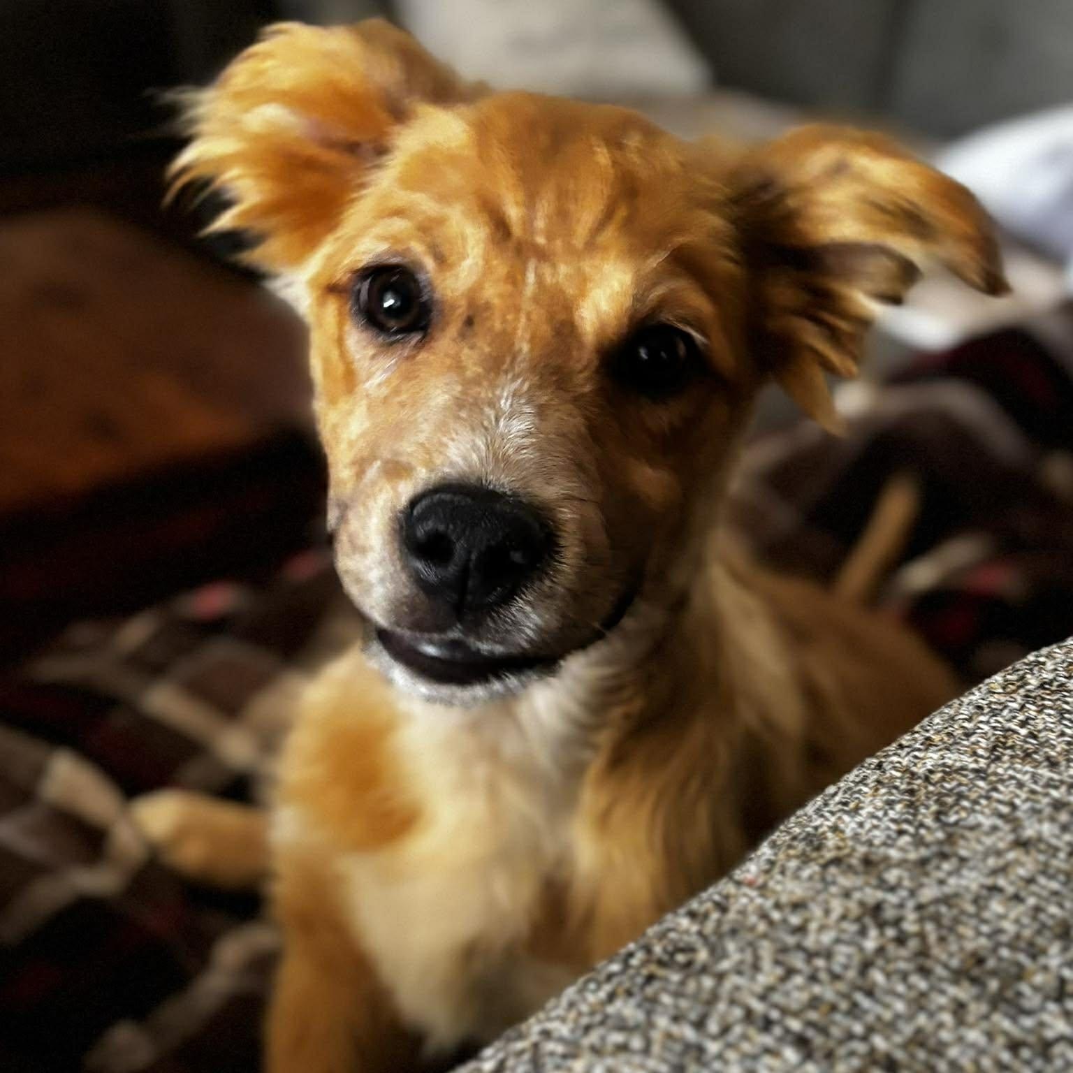 Enlarge Peppermint ~ in foster care , a ADOPTABLE mixed breed in Plainfield, IL image 2/2