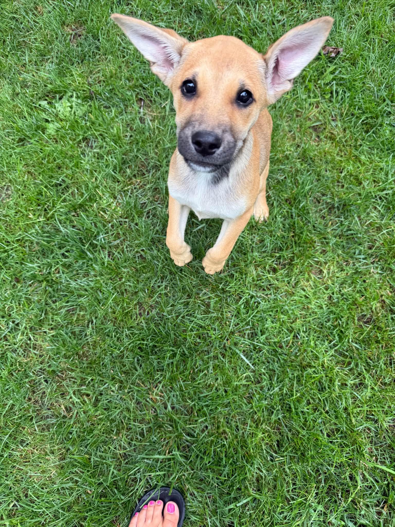 Enlarge Dennis, a ADOPTABLE mixed breed in Riverdale, NJ image 1/4