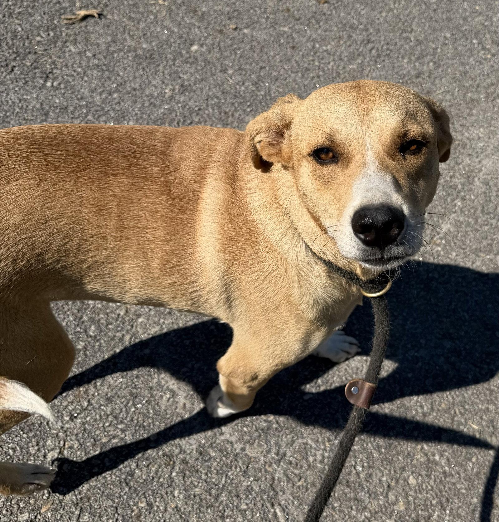 Enlarge Gambit, a Adoptable mixed breed in Carrollton, GA image 1/3