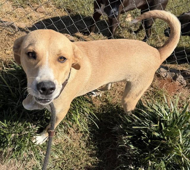 Enlarge Gambit, a Adoptable mixed breed in Carrollton, GA image 2/3