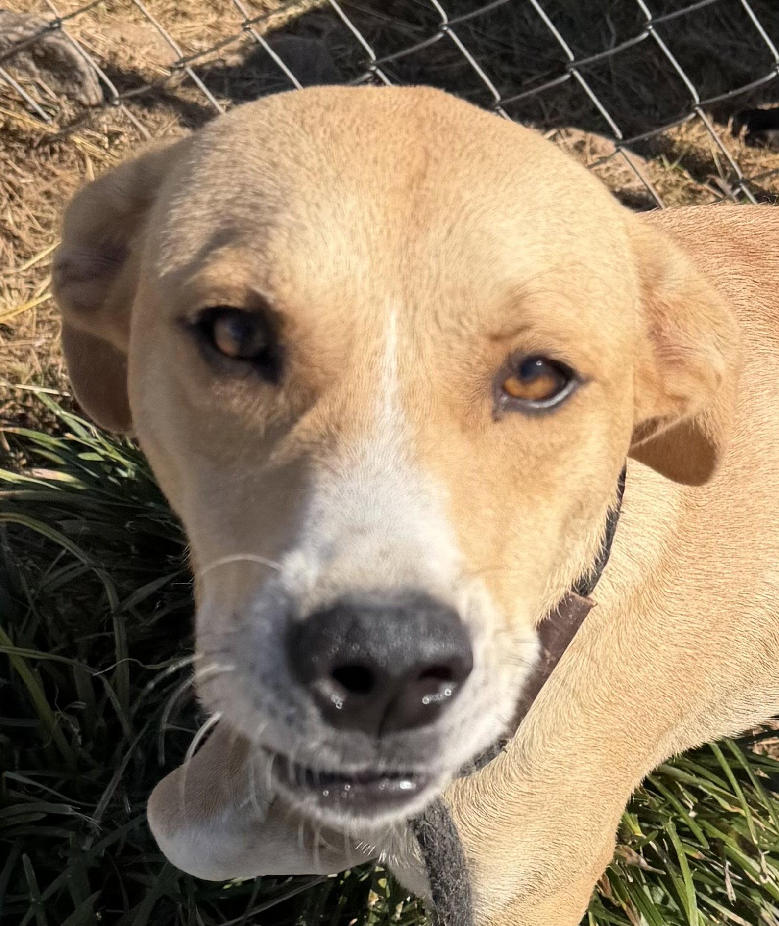Enlarge Gambit, a Adoptable mixed breed in Carrollton, GA image 3/3