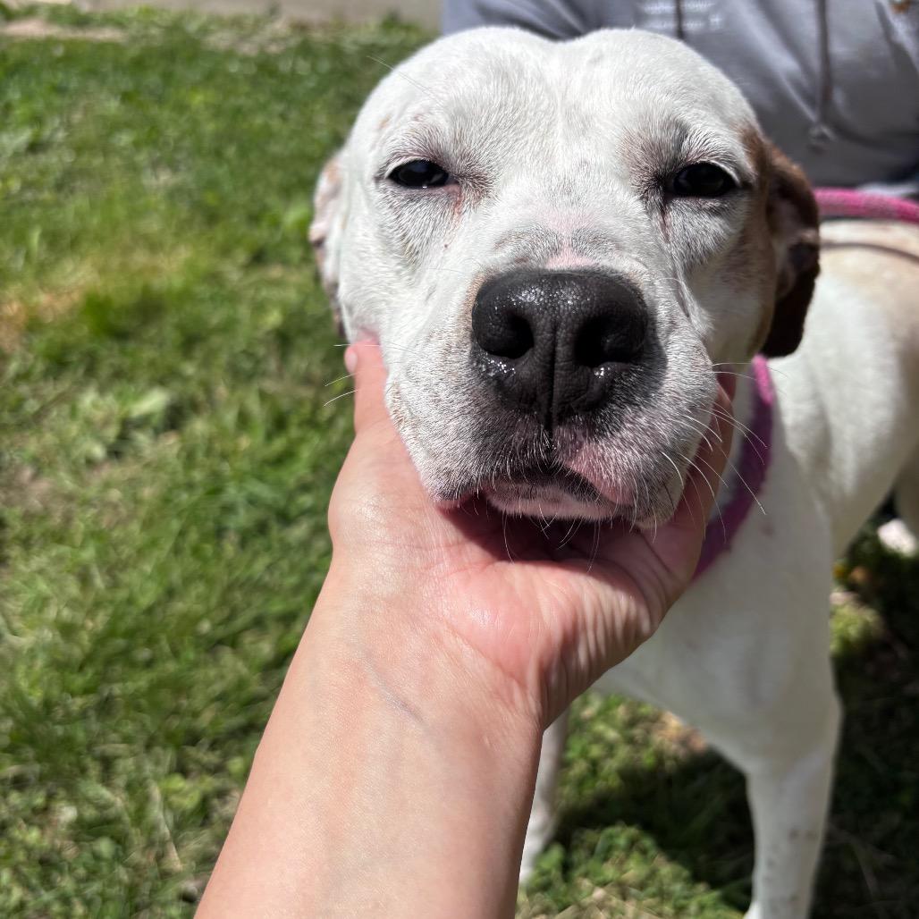 Indy, Adoptable, Adult Male Pit Bull Terrier.