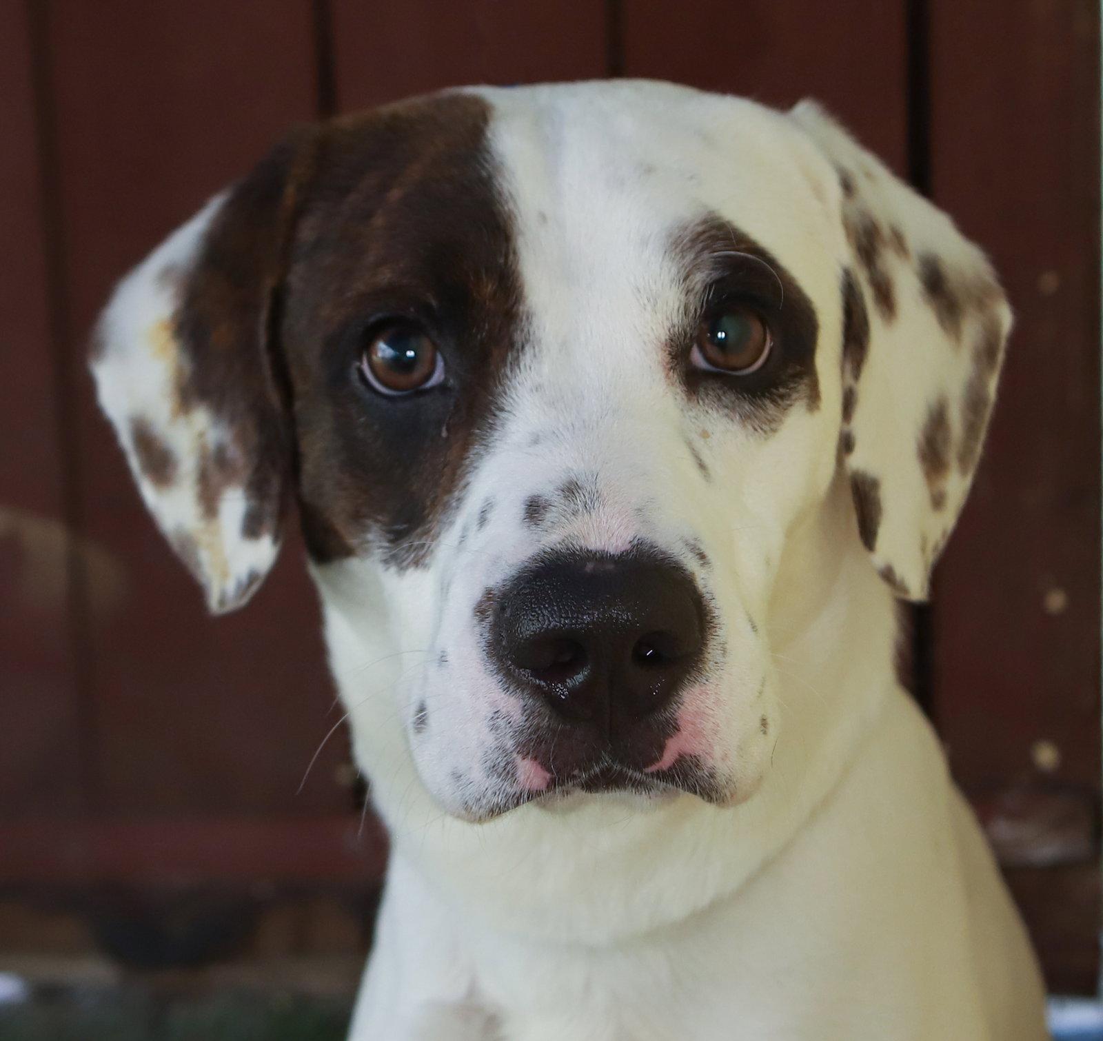 Enlarge Palmer, a Adoptable Harrier in Oakland Park, FL image 1/3