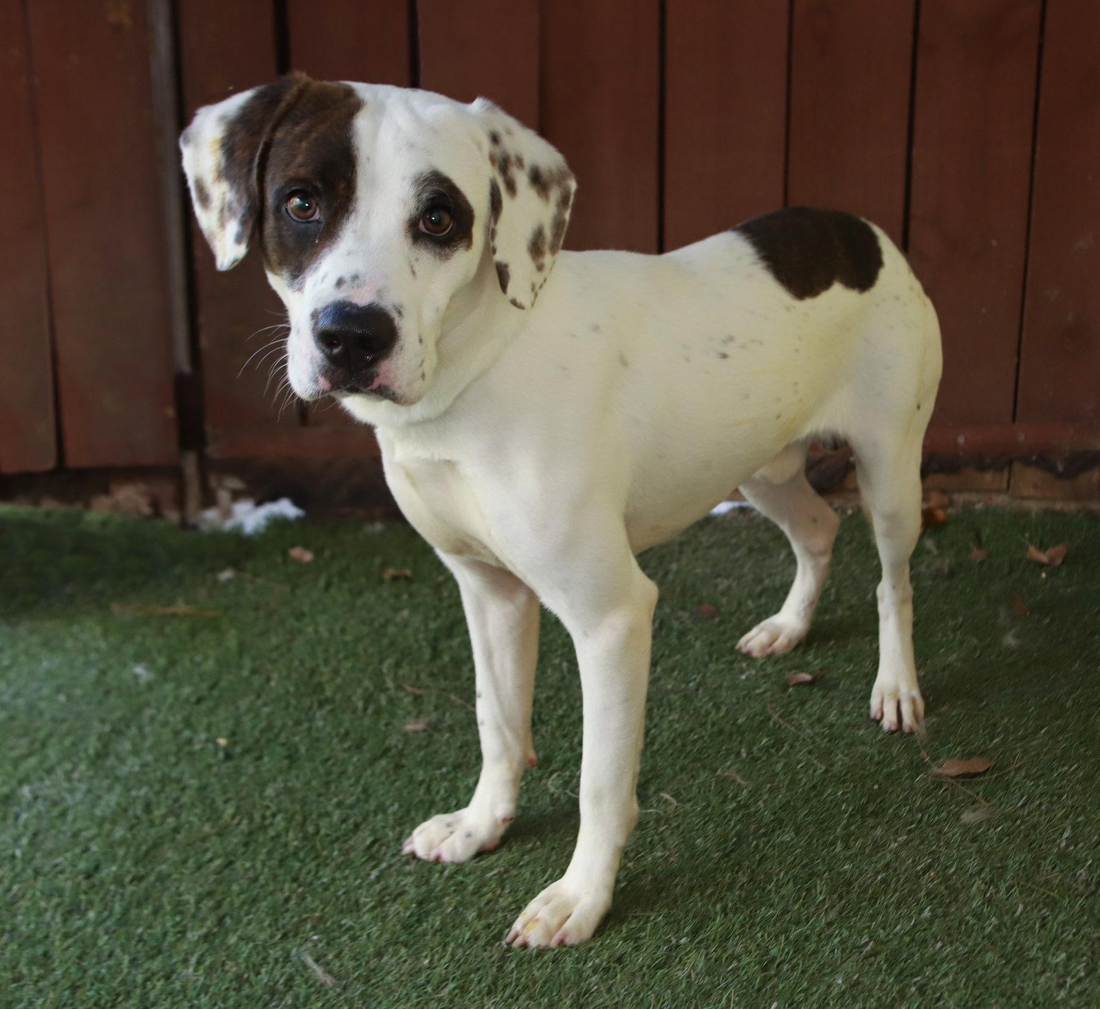 Enlarge Palmer, a Adoptable Harrier in Oakland Park, FL image 2/3