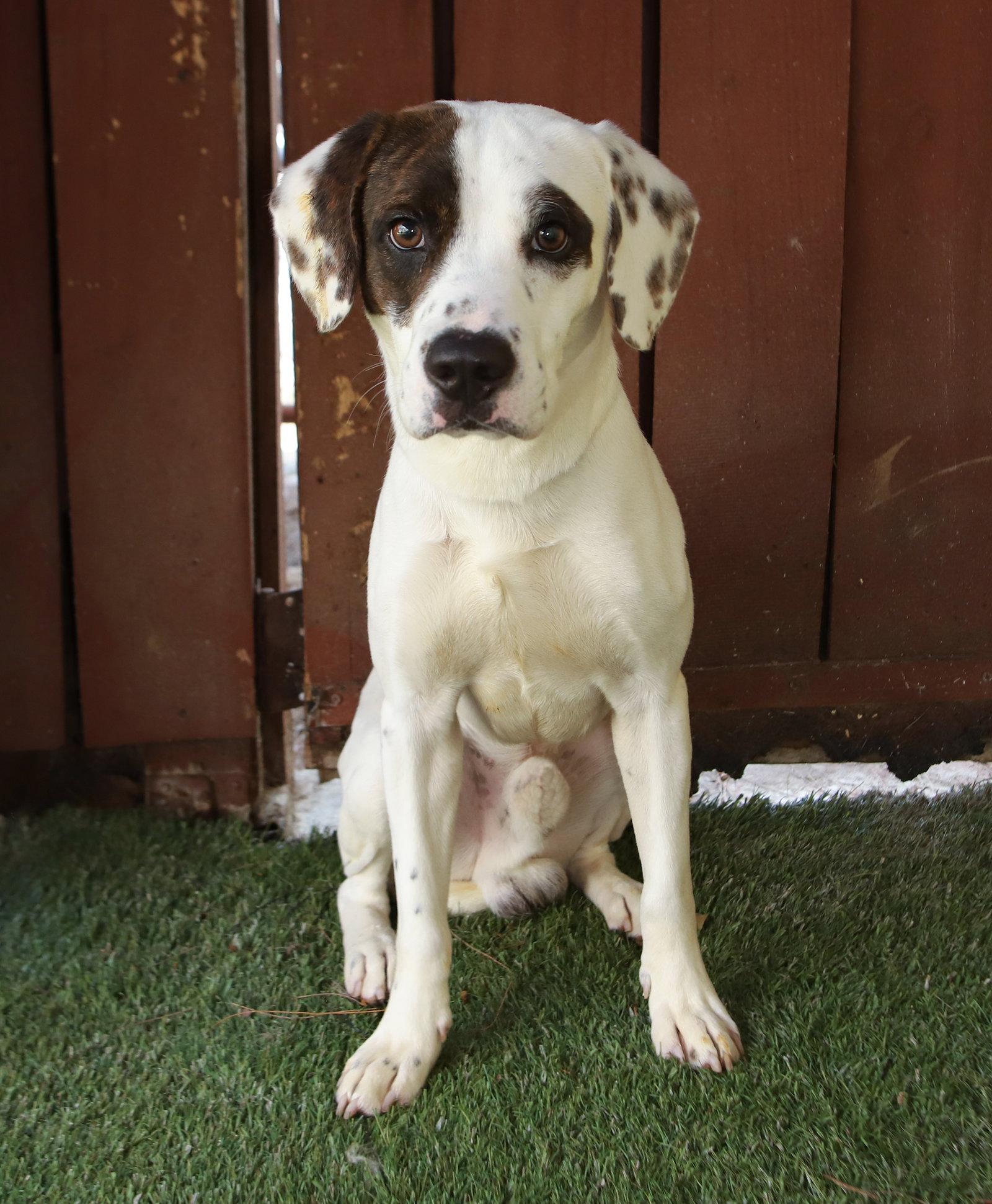 Enlarge Palmer, a Adoptable Harrier in Oakland Park, FL image 3/3