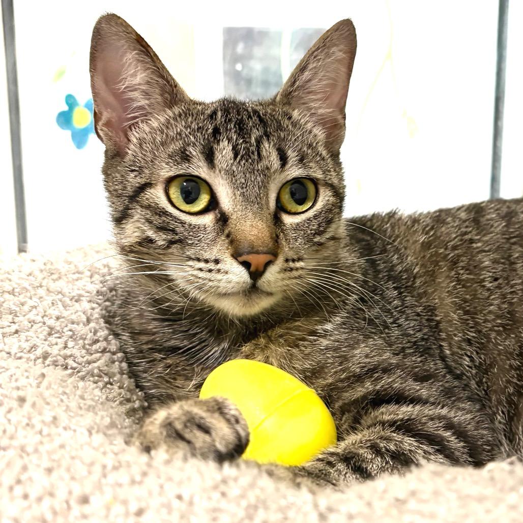 Enlarge Parker, a Adoptable Domestic Short Hair in Sarasota, FL image 1/6