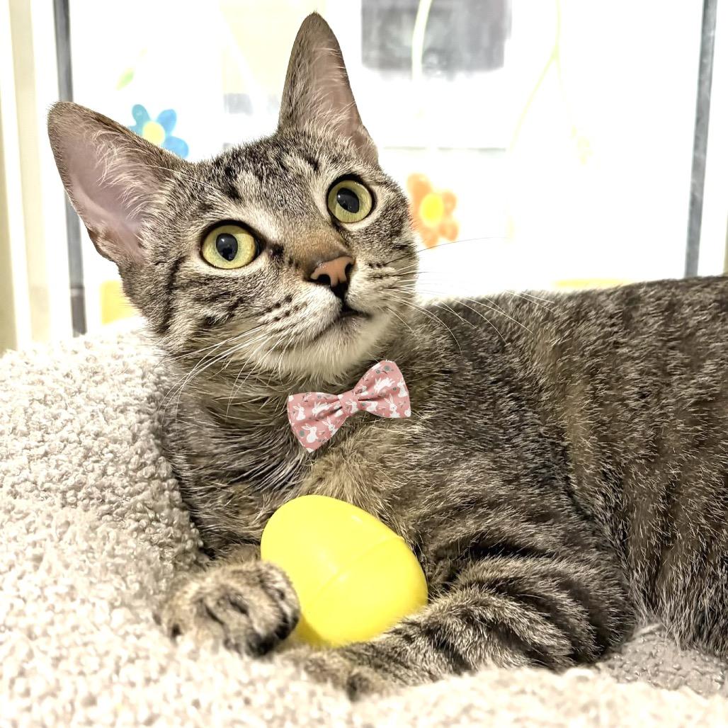 Enlarge Parker, a Adoptable Domestic Short Hair in Sarasota, FL image 2/6