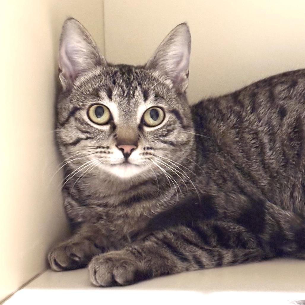 Parker, Adoptable, Young Male Domestic Short Hair.