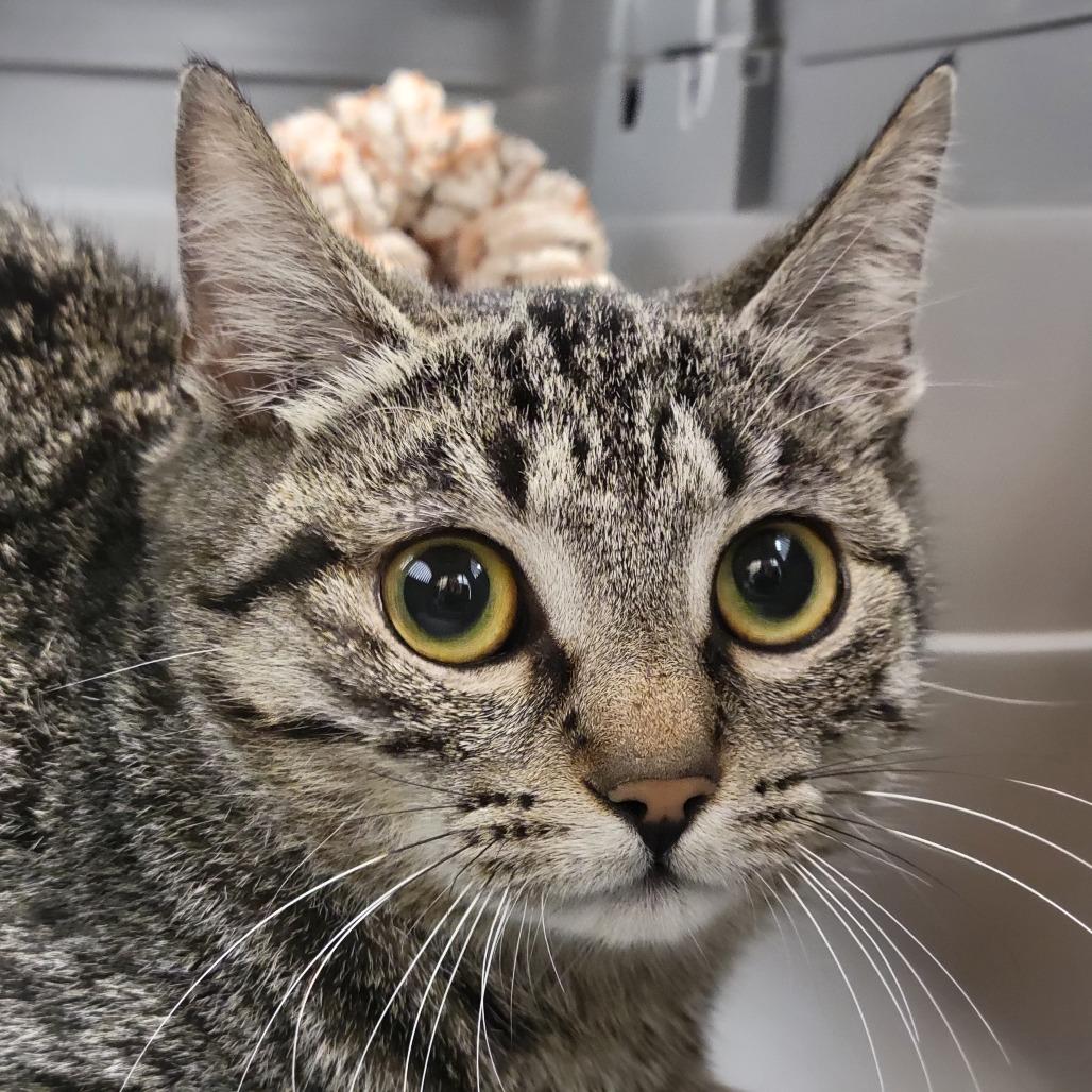 Enlarge Parker, a Adoptable Domestic Short Hair in Sarasota, FL image 2/4