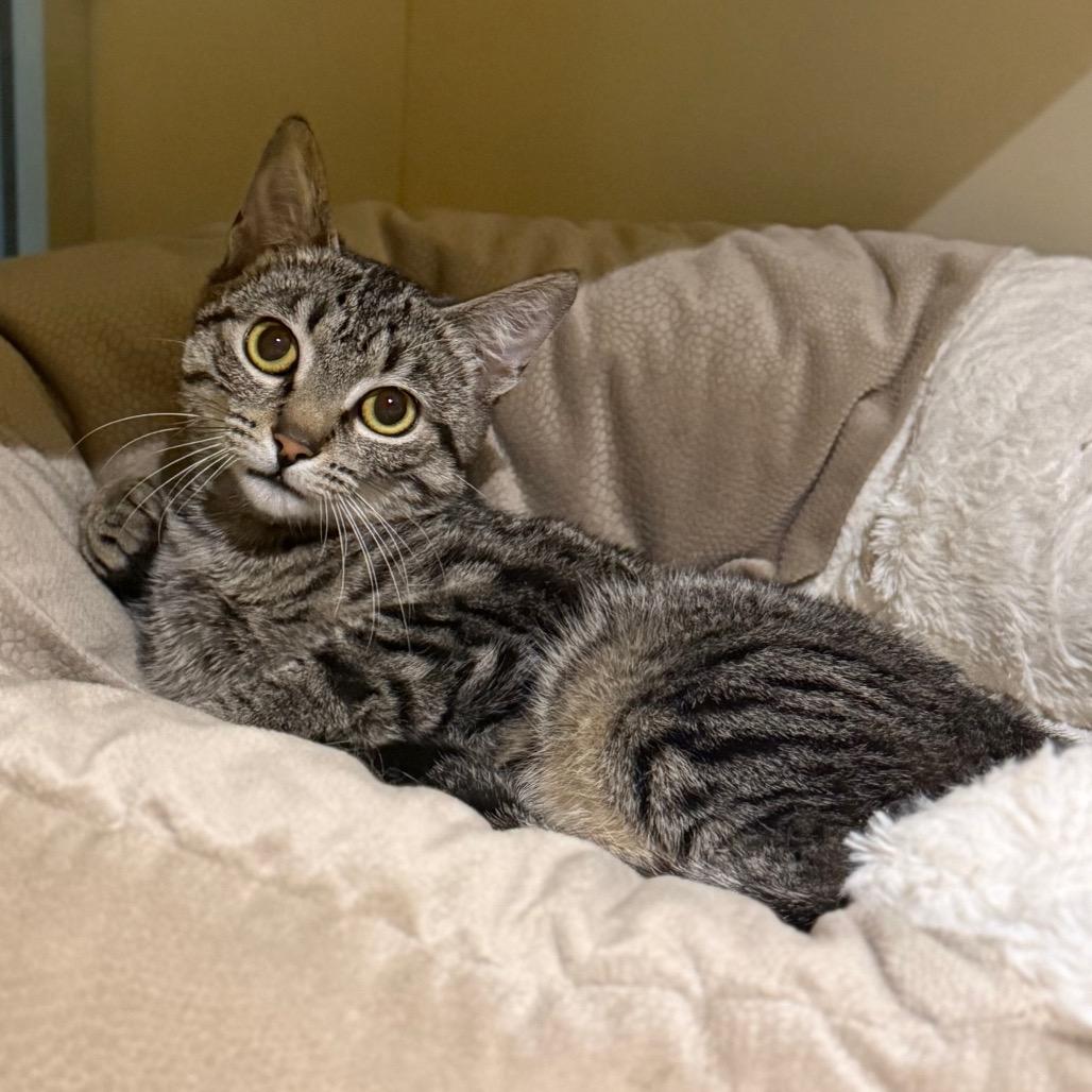 Enlarge Parker, a Adoptable Domestic Short Hair in Sarasota, FL image 4/4