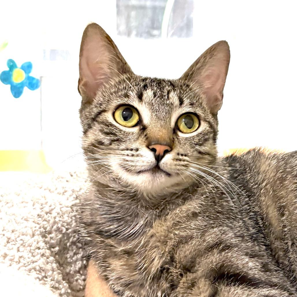 Enlarge Parker, a Adoptable Domestic Short Hair in Sarasota, FL image 6/6