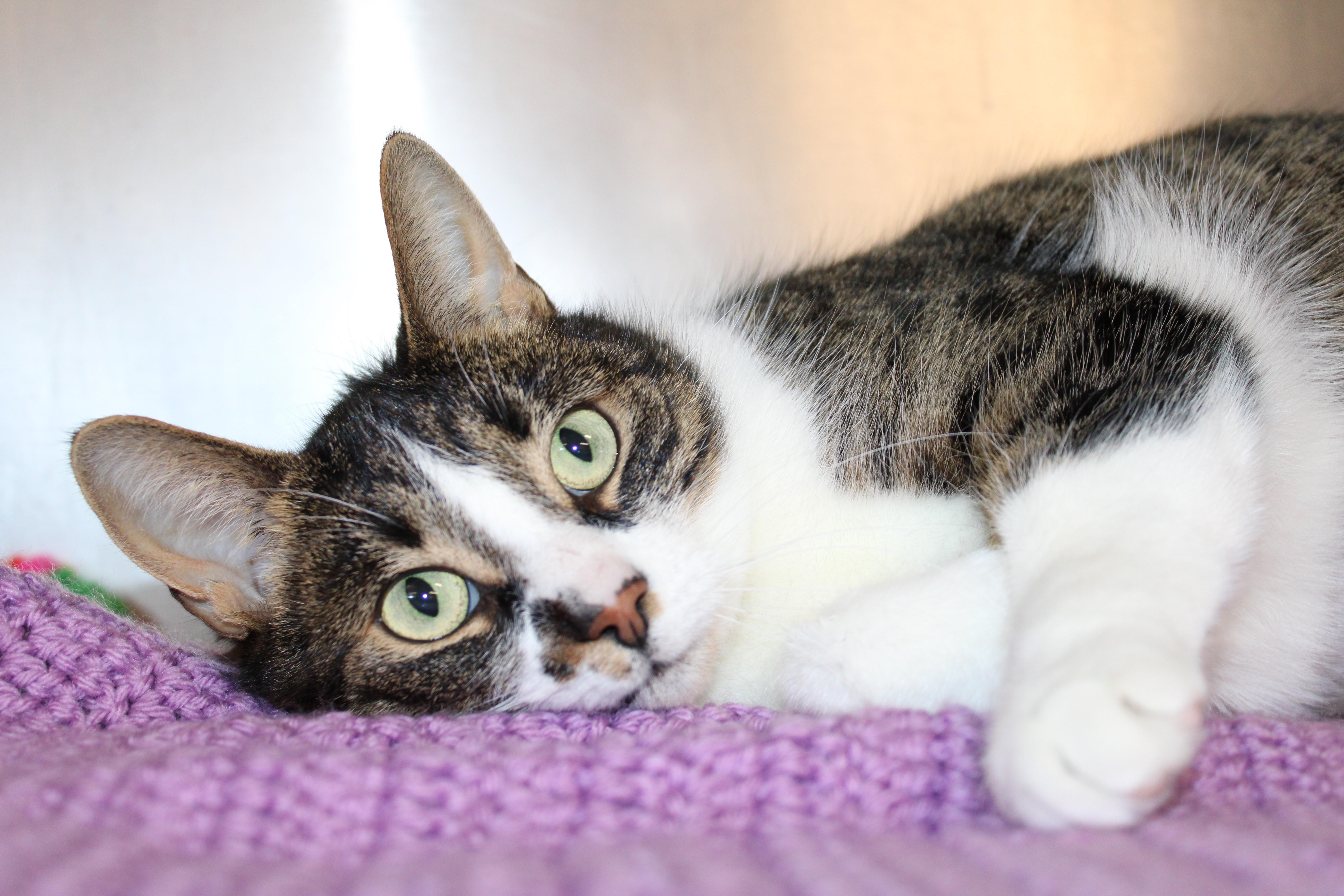 Enlarge Joan - gentle sweet girl!, an adoptable Domestic Short Hair in Mississauga, ON image 6/6