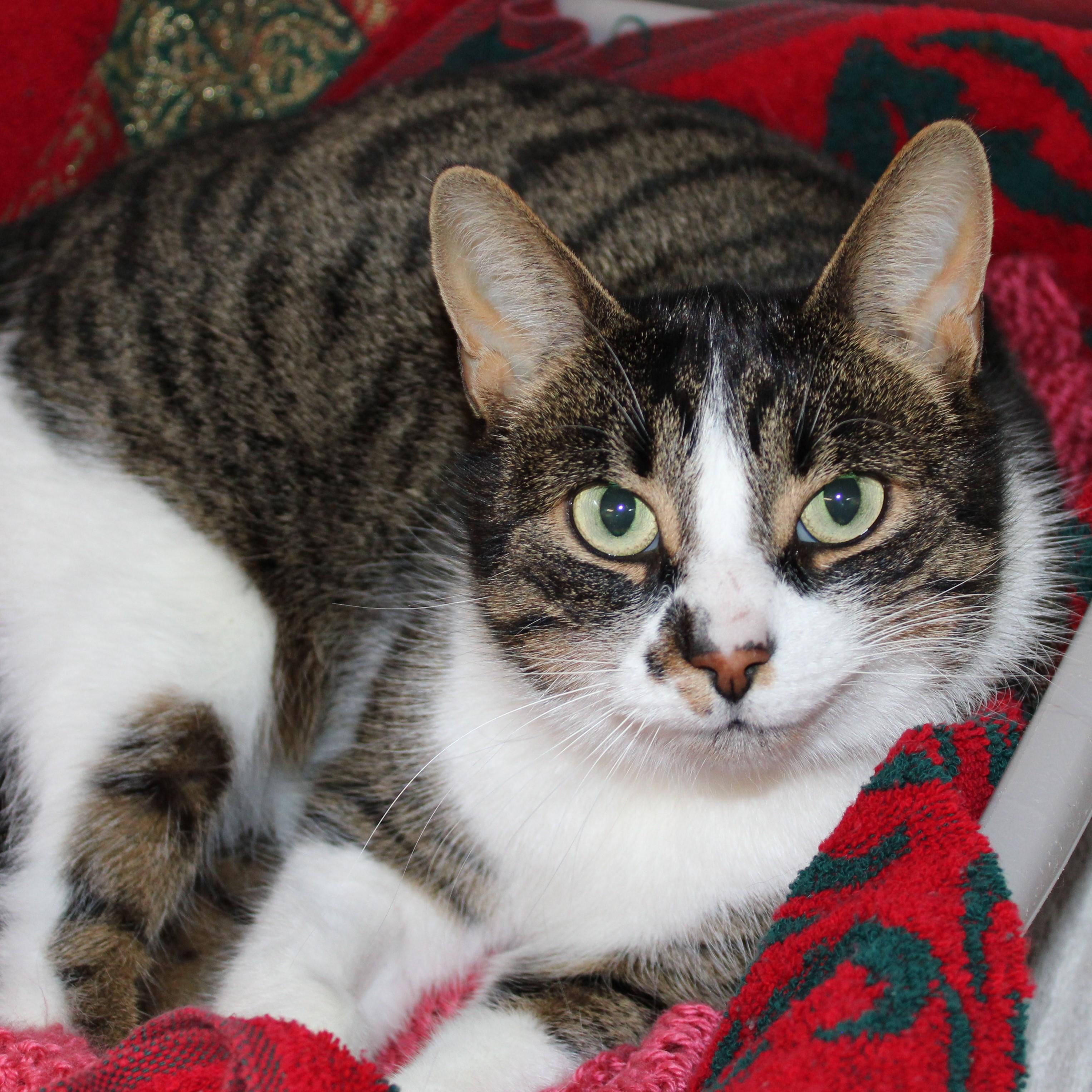 Enlarge Joan - gentle sweet girl!, an adoptable Domestic Short Hair in Mississauga, ON image 2/5