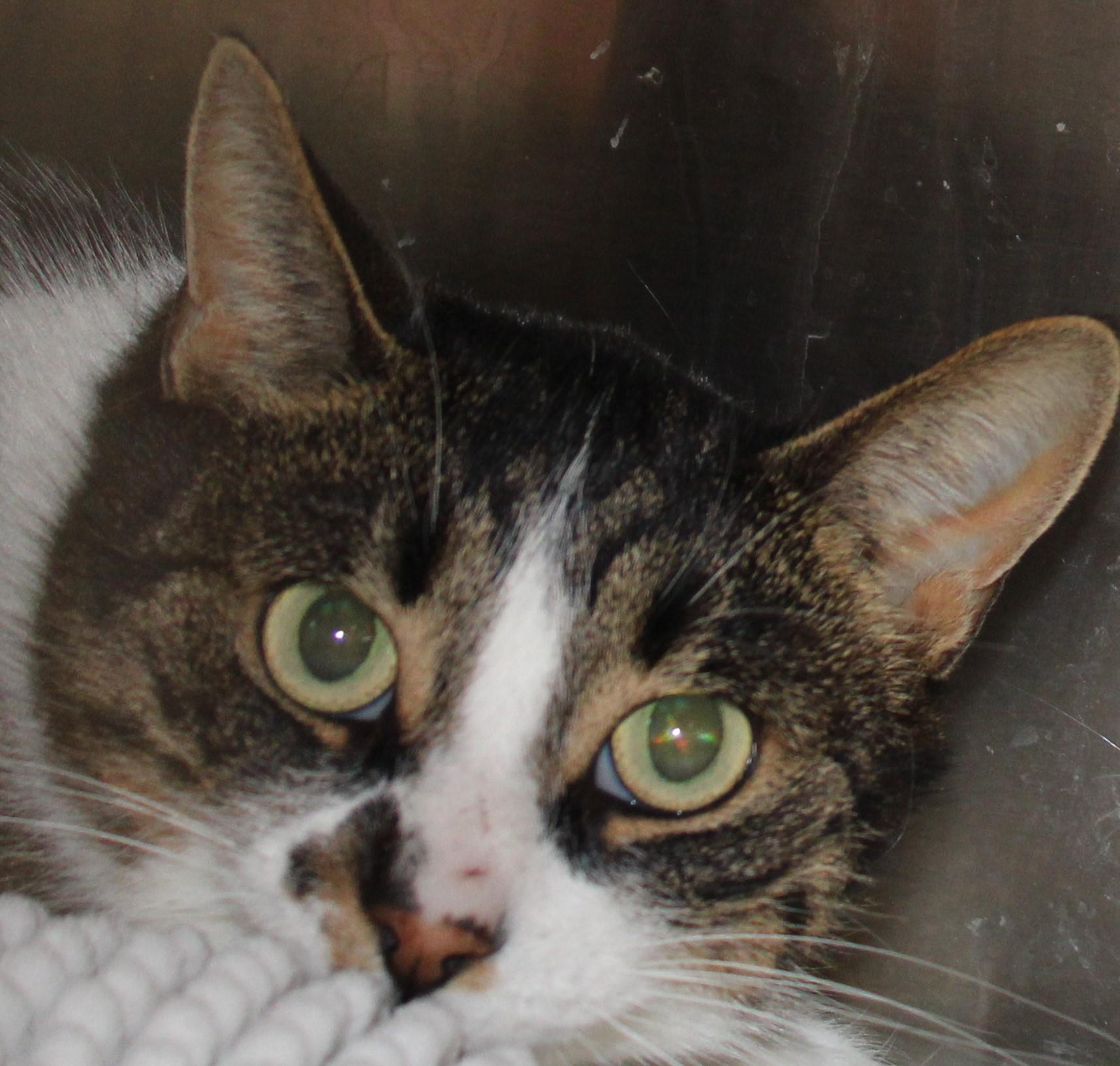 Enlarge Joan - gentle sweet girl!, an adoptable Domestic Short Hair in Mississauga, ON image 3/5