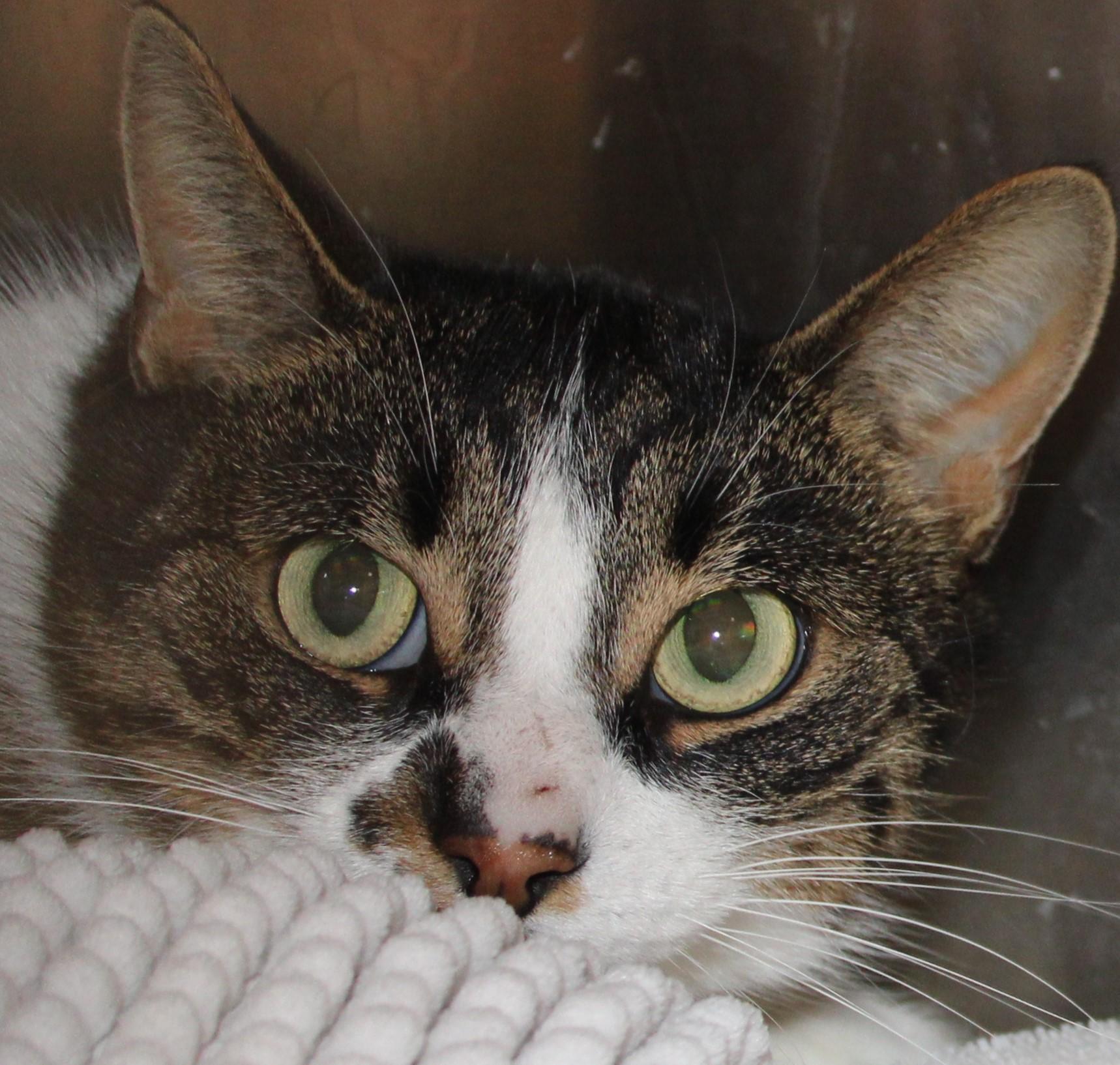 Enlarge Joan - gentle sweet girl!, an adoptable Domestic Short Hair in Mississauga, ON image 4/5