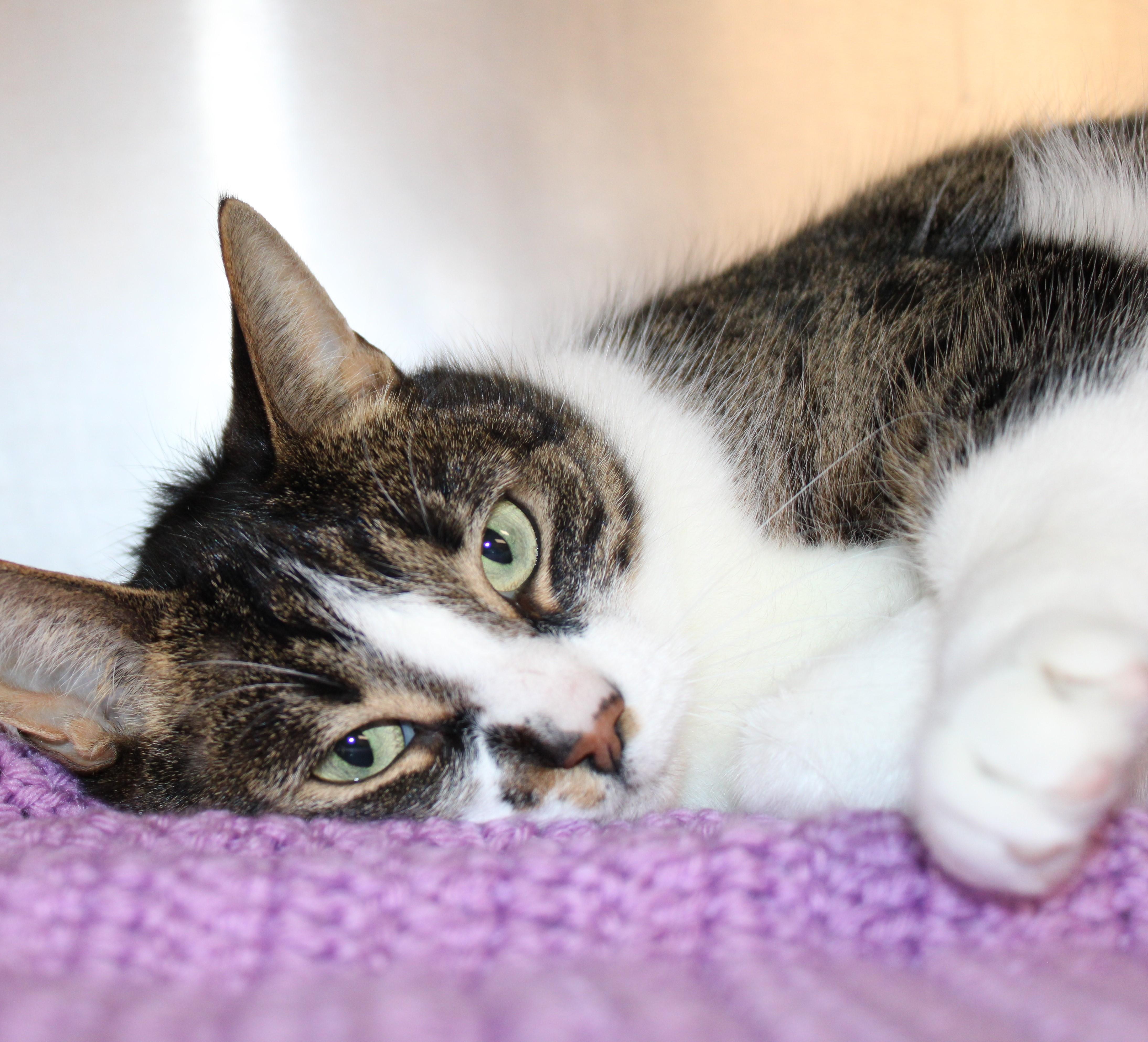 Joan - gentle sweet girl!, adoptable, Adult Female Domestic Short Hair.