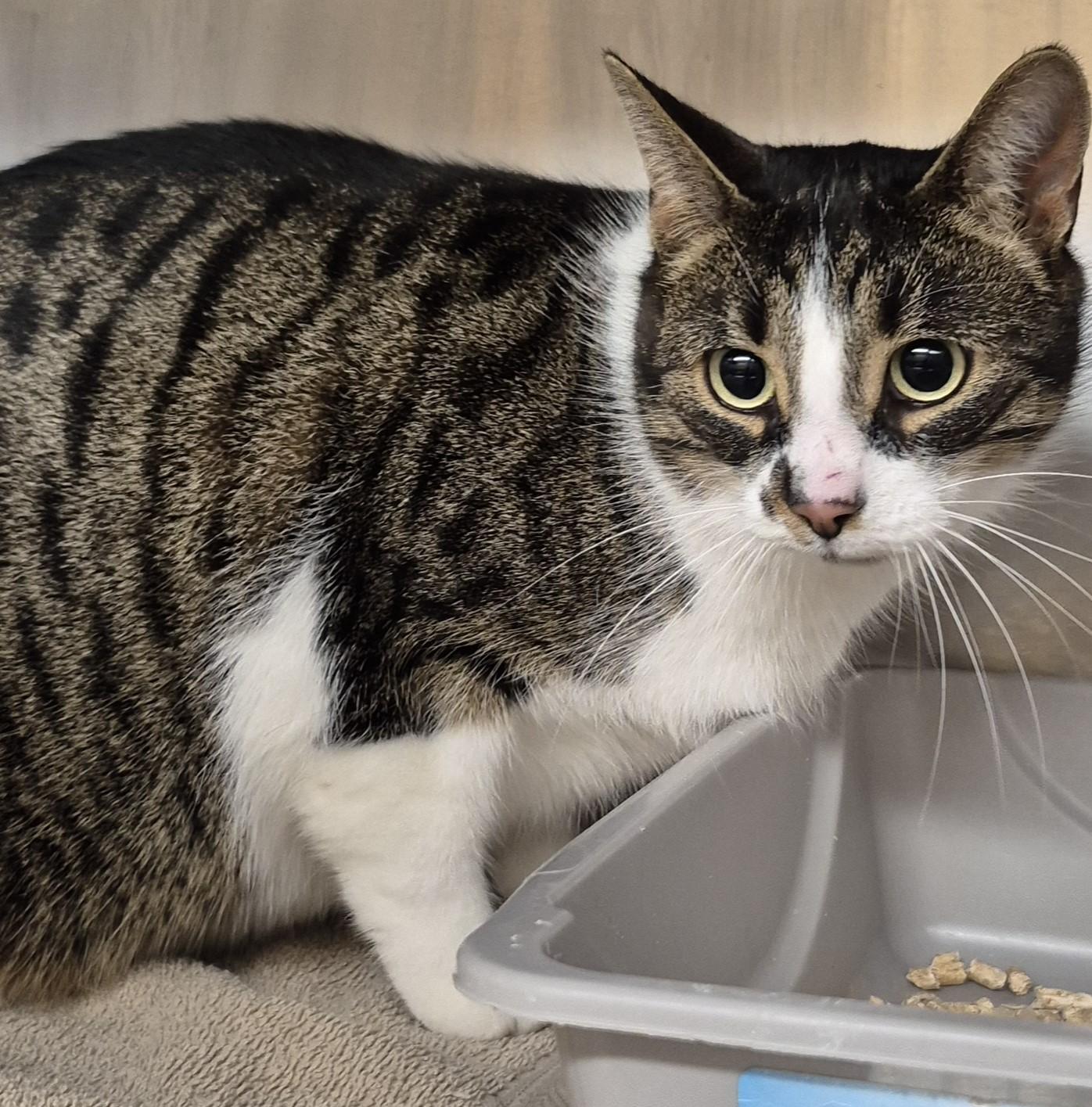 Enlarge Joan - gentle sweet girl!, an adoptable Domestic Short Hair in Mississauga, ON image 5/5