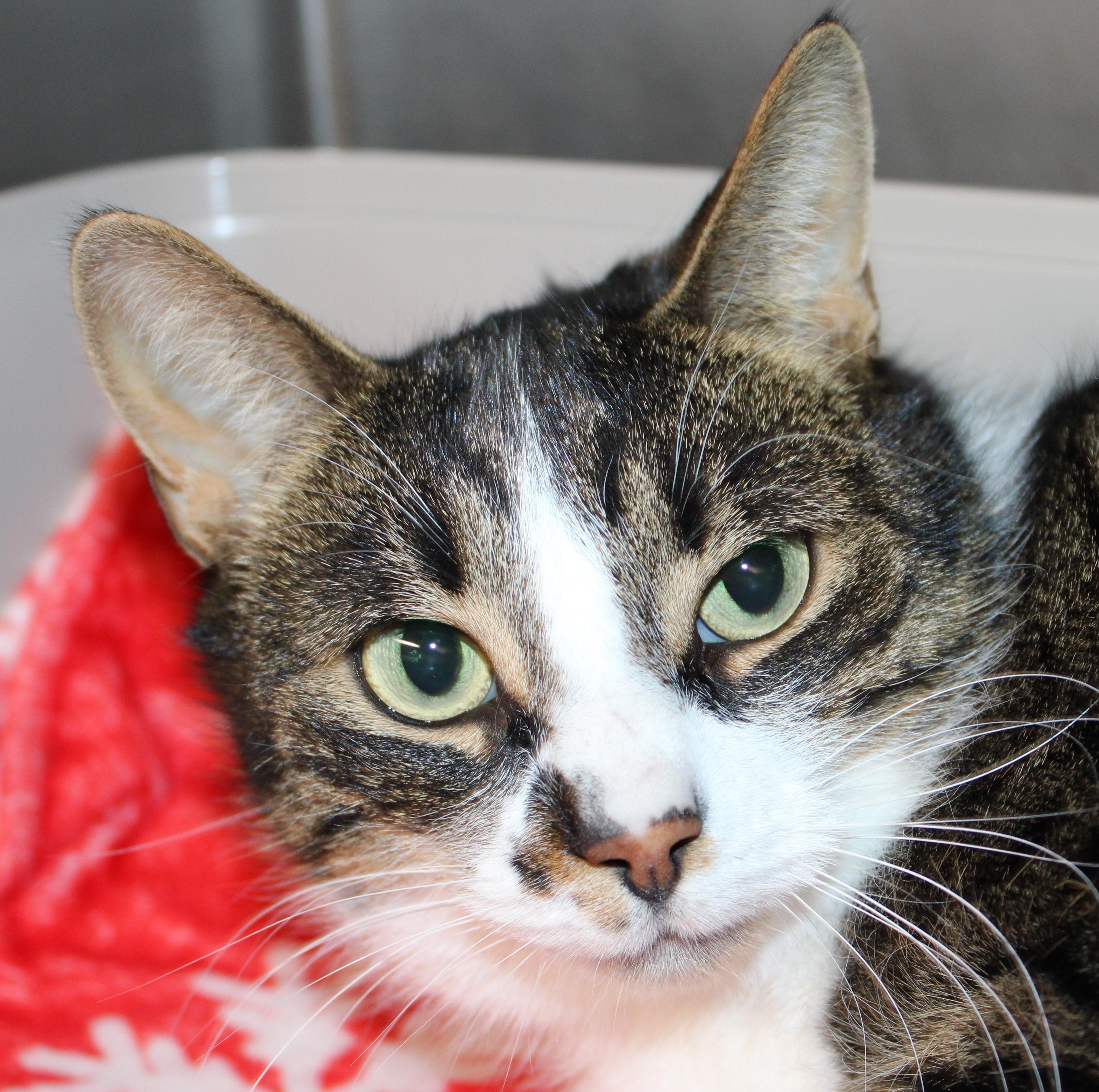 Enlarge Joan - gentle sweet girl!, an adoptable Domestic Short Hair in Mississauga, ON image 1/5