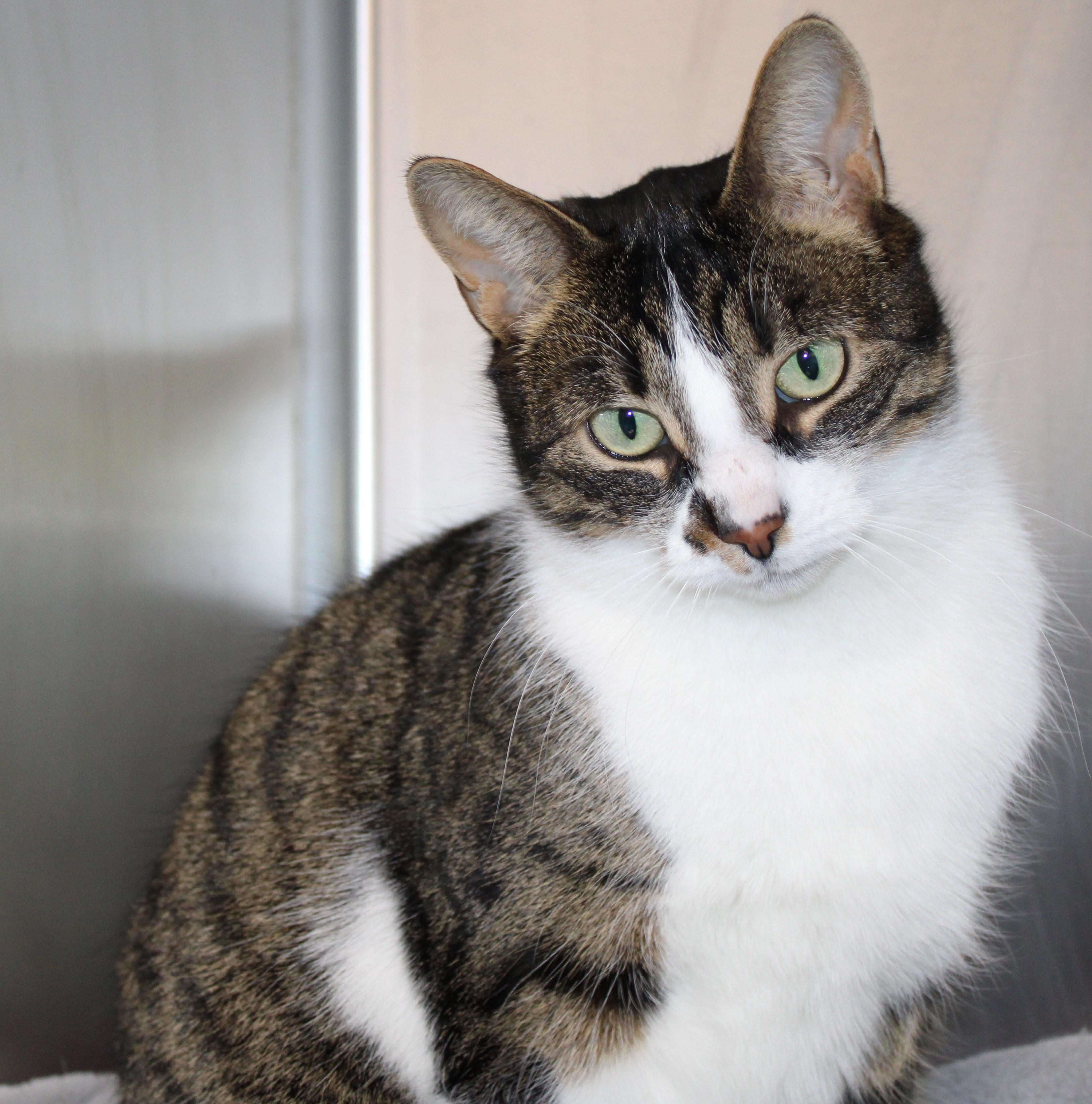 Enlarge Joan - gentle sweet girl!, an adoptable Domestic Short Hair in Mississauga, ON image 2/6