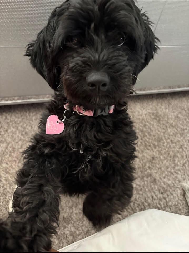 Zoe, adopted, Adult Female Miniature Poodle & Dachshund.