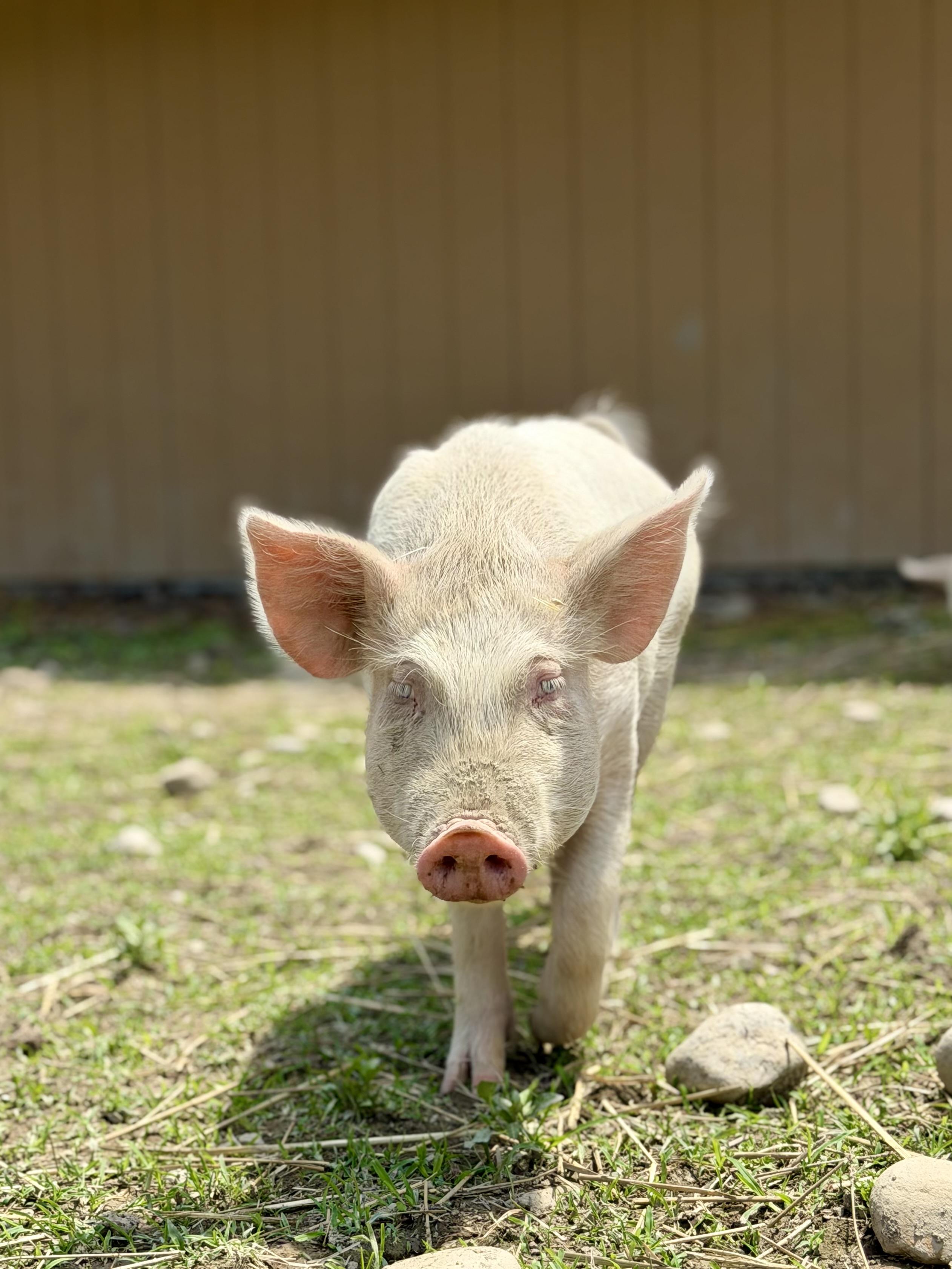 Enlarge Cali Bear, a Adoptable Yorkshire in Ravenna, OH image 2/4