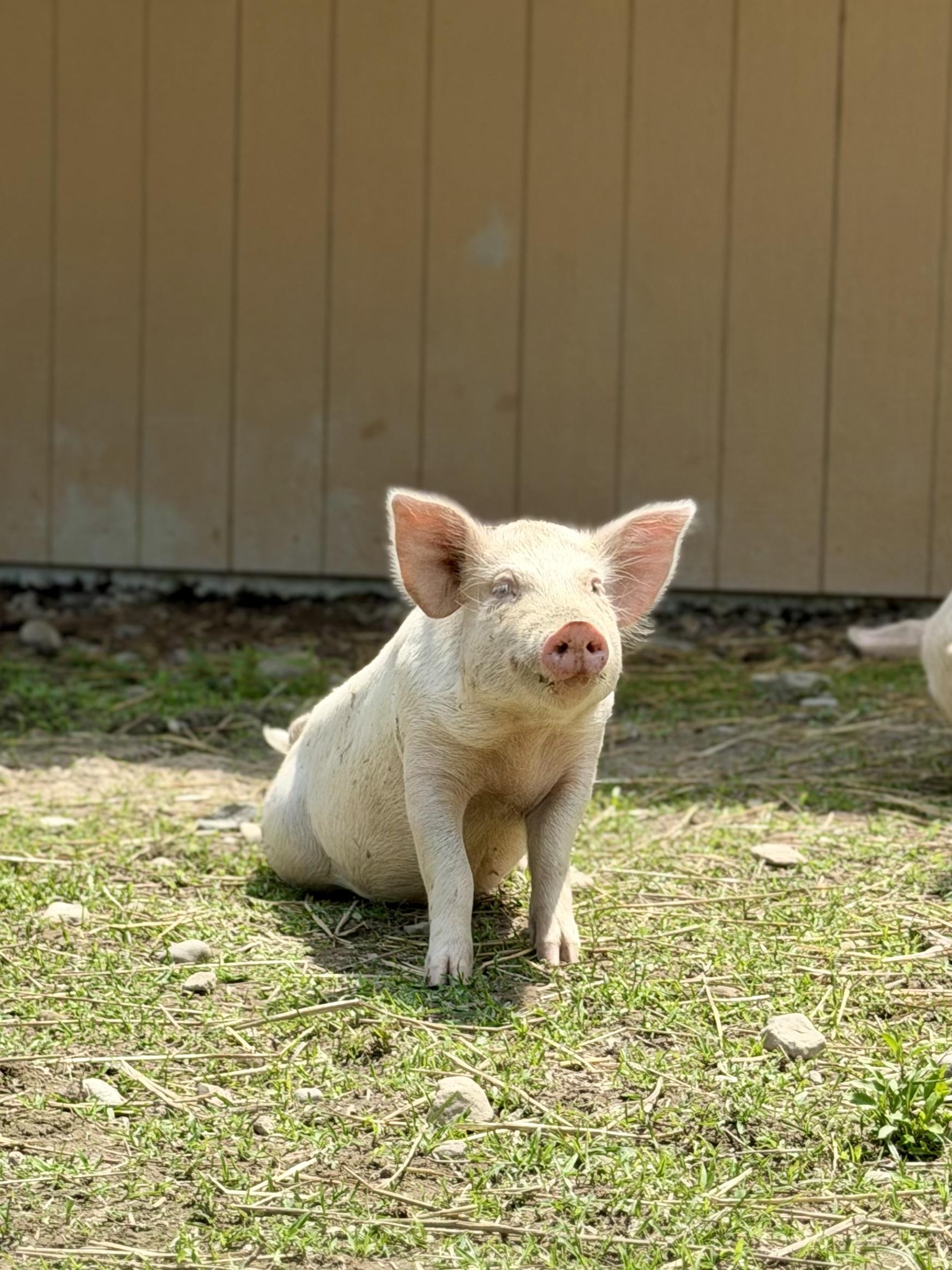 Cali Bear, Adoptable, Baby Female Yorkshire.