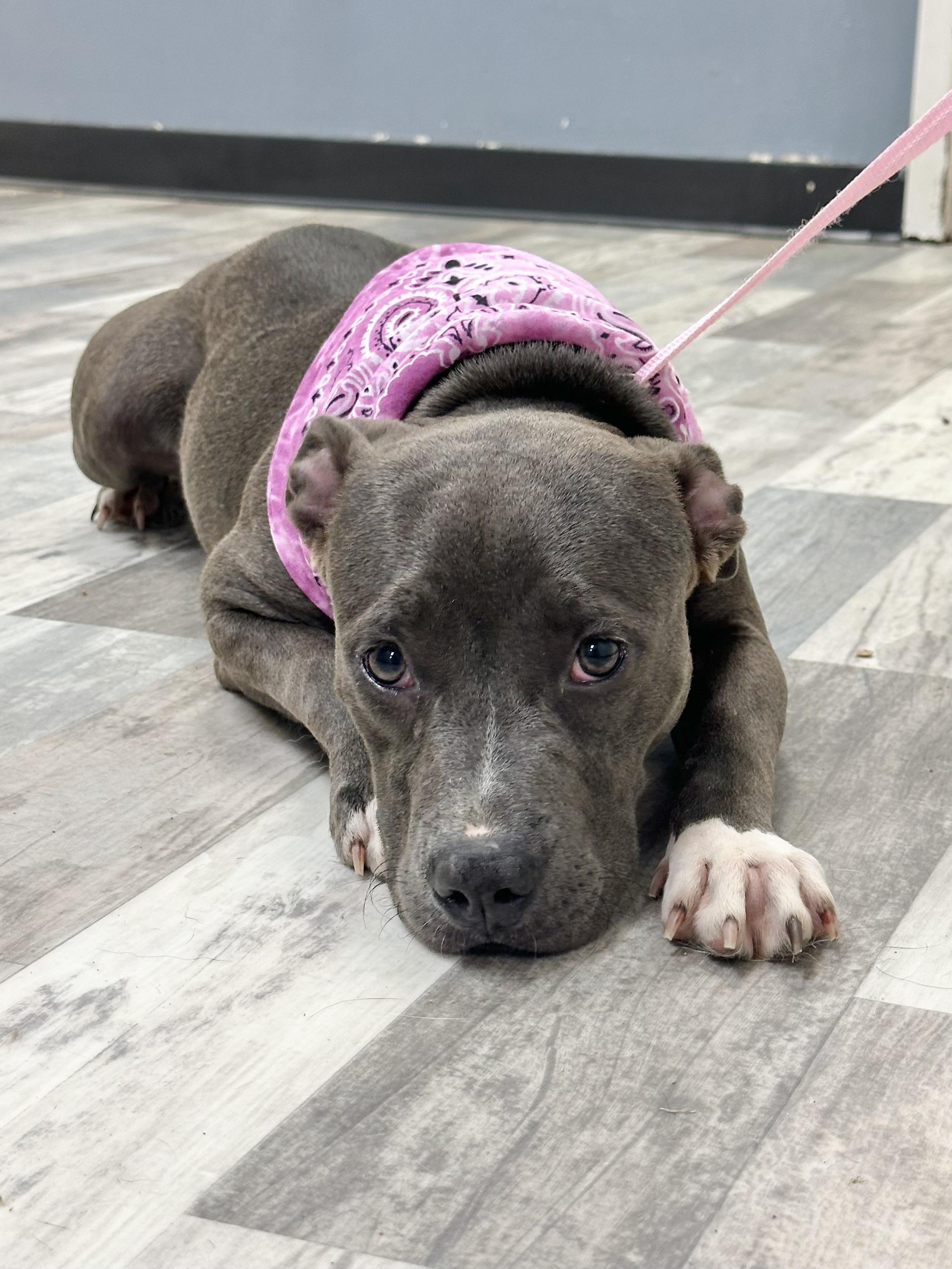 Macy, Young Female American Bulldog