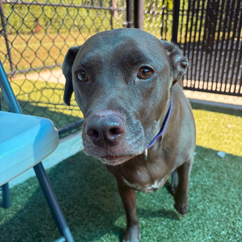 Rita, Adoptable, Adult Female Chocolate Labrador Retriever & Mixed Breed.