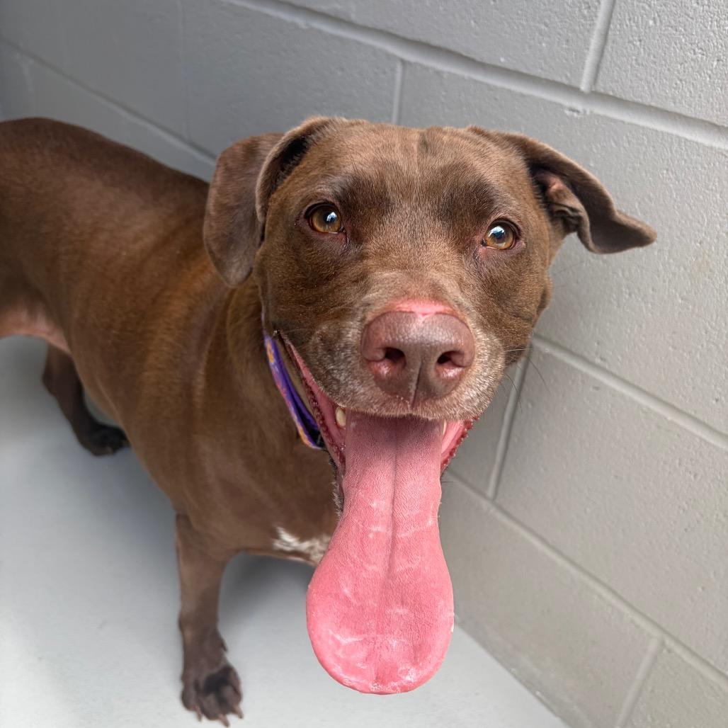 Rita, a Adoptable mixed breed in Greensboro, NC image 2/6