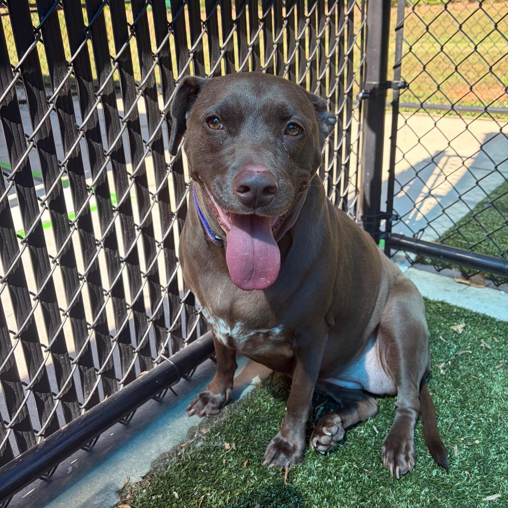 Rita, a Adoptable mixed breed in Greensboro, NC image 3/6