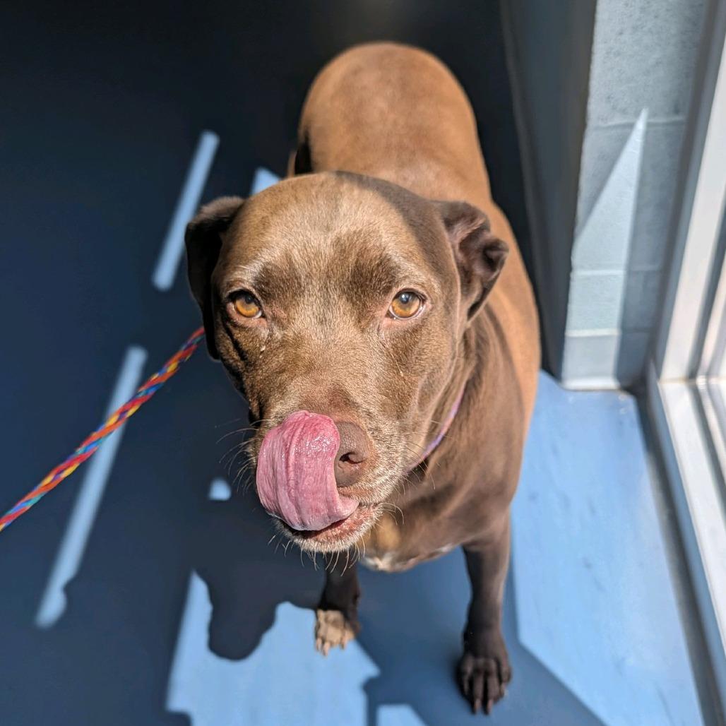Rita, a Adoptable mixed breed in Greensboro, NC image 4/6