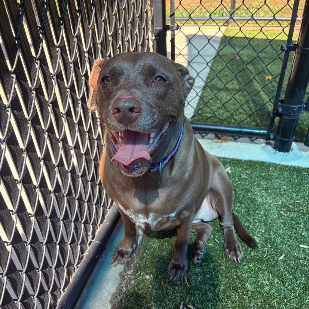 Rita, a Adoptable mixed breed in Greensboro, NC image 5/6