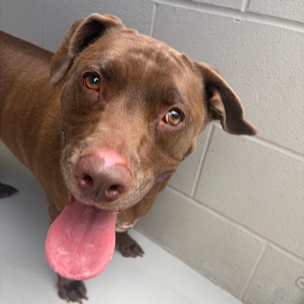 Rita, a Adoptable mixed breed in Greensboro, NC image 6/6