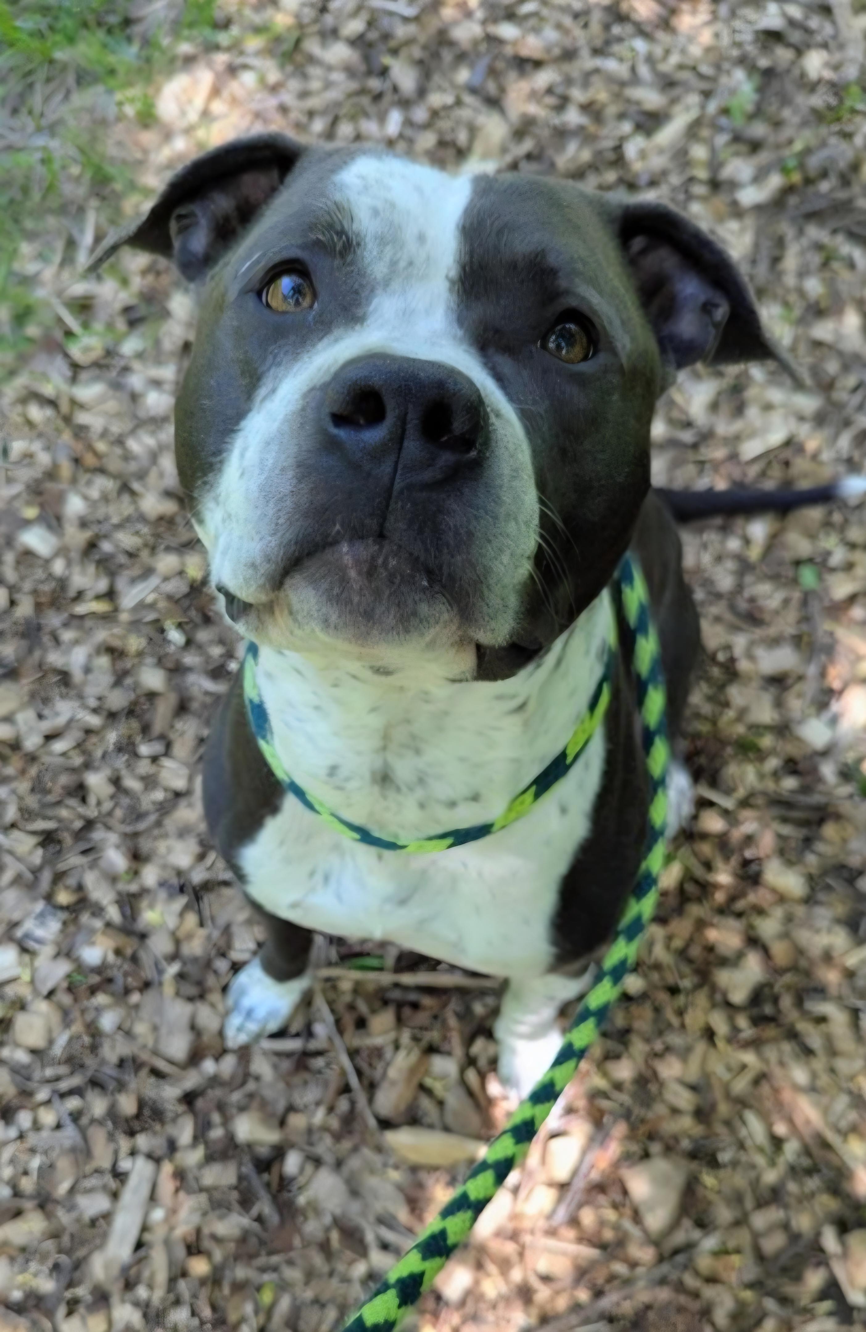 Ozzy Pawsbourne - CL, ADOPTABLE, Adult Male Pit Bull Terrier.