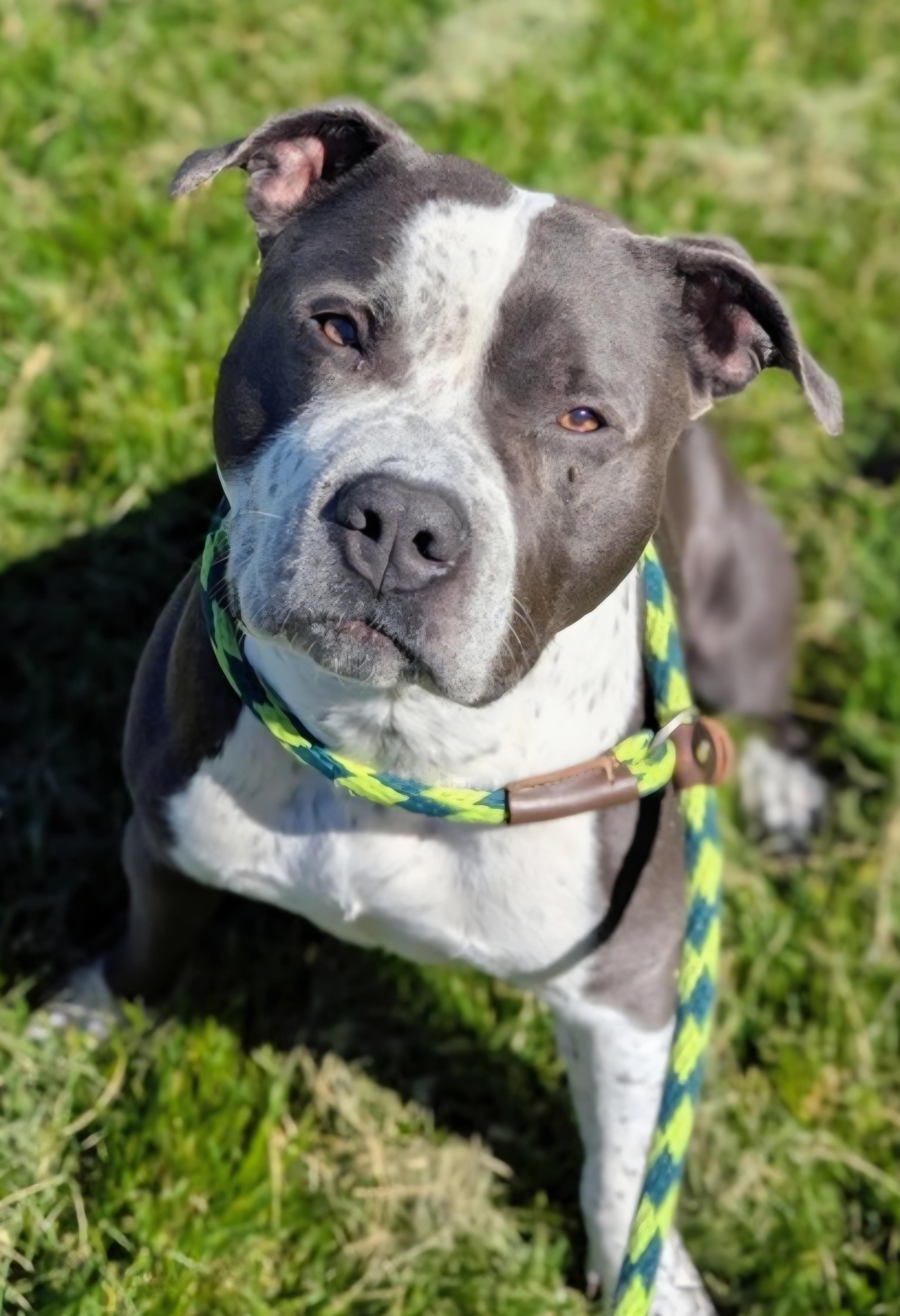 Enlarge Ozzy Pawsbourne - CL, a ADOPTABLE Pit Bull Terrier in Kansas City, MO image 2/2