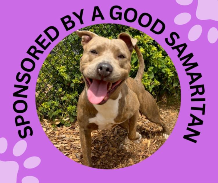 SQUIRT*, Adoptable, Adult Male Pit Bull Terrier & Mixed Breed.