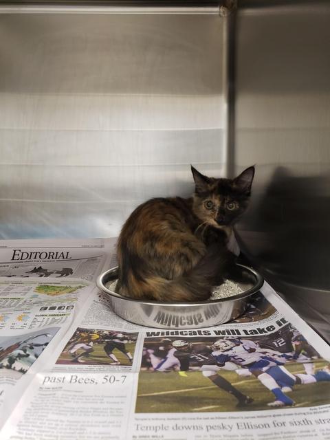 Morgan, a Adopted mixed breed in Belton, TX image 1/2