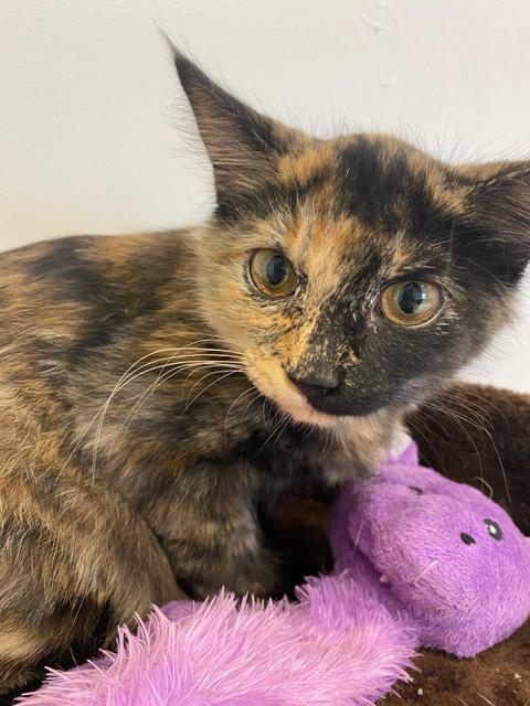 Morgan, a Adopted mixed breed in Belton, TX image 2/2